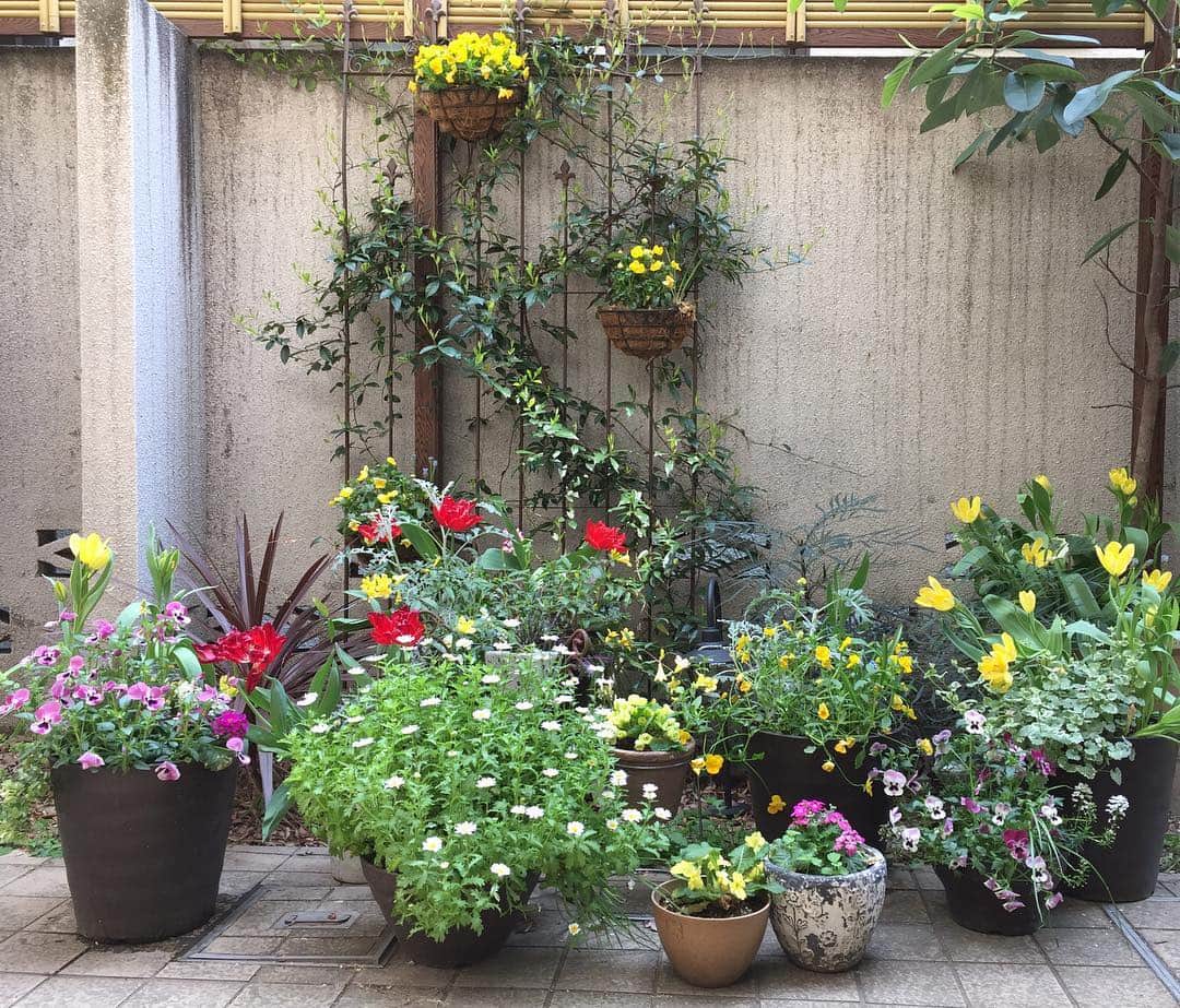 奥薗壽子のインスタグラム：「我が家のベランダ。花盛りです😆💕 ＊ #ガーデニング #花 #花のある暮らし #チューリップ」