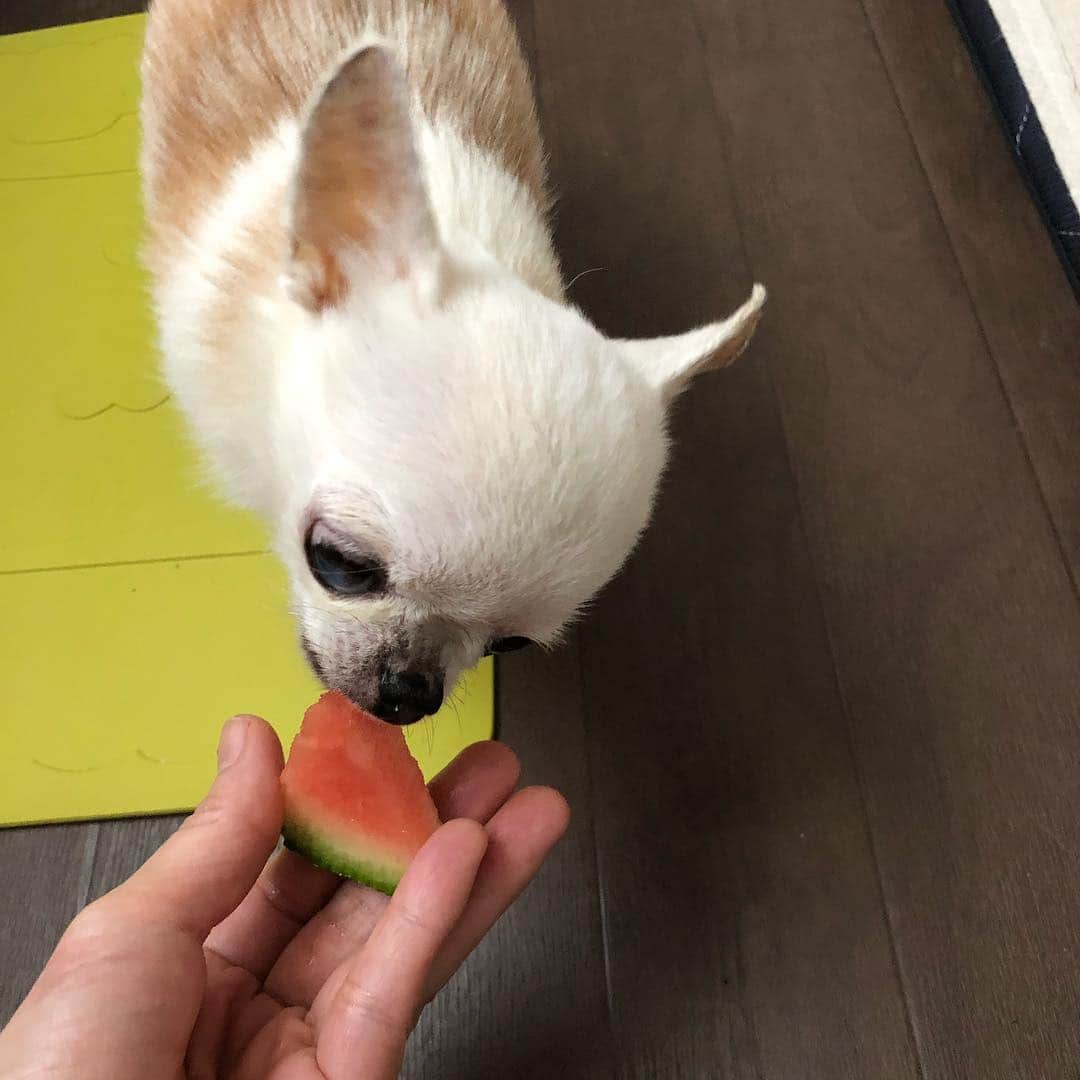 mayuさんのインスタグラム写真 - (mayuInstagram)「． ． 🐶💭． これ🍉だよ。これ🍉。。 ぼくはこれ🍉が〜． 食べたかったんだよ😙💕． ． これ🍉ならさ、． まいにちパクパク．  たべますけど〜😙😙． ． …って言って⁇． ． 今年初🍉をパクパク食べた🤭． ． ． #なるともちくわも🍉好き🥰． #恒例の記念写真撮り忘れ😱． #今年は何個食べるかな😋． #たくさんたべてね🐶🤝🍉． ． ． #いつもありがとうございます👨‍👩‍👧‍👦． #投稿ばかりのマイペースすぎるまいにちで🙇🏻‍♀️． #チワワ#ちわわ #chihuahua」4月19日 13時23分 - mayu.c.n