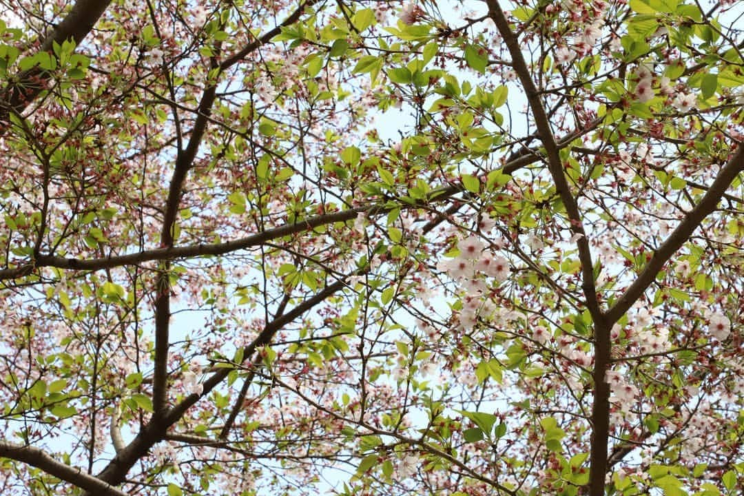 東京造形大学 Tokyo Zokei Universityさんのインスタグラム写真 - (東京造形大学 Tokyo Zokei UniversityInstagram)「_ シャクナゲの花が満開です ・ 学内の小さな草花も一斉に花開きました ・ 自然が豊かな東京造形大学では 作品のモチーフや素材として 自然の草花が取り入れられることも多いです🍀 #東京造形大学 #美大 #美術 #デザイン #春 #草花 #花 #シャクナゲ #tokyozokeiuniversity #art #fineart #design #artuniversity #spring #flowers #wildflowers」4月19日 13時23分 - tokyo_zokei_univ_official