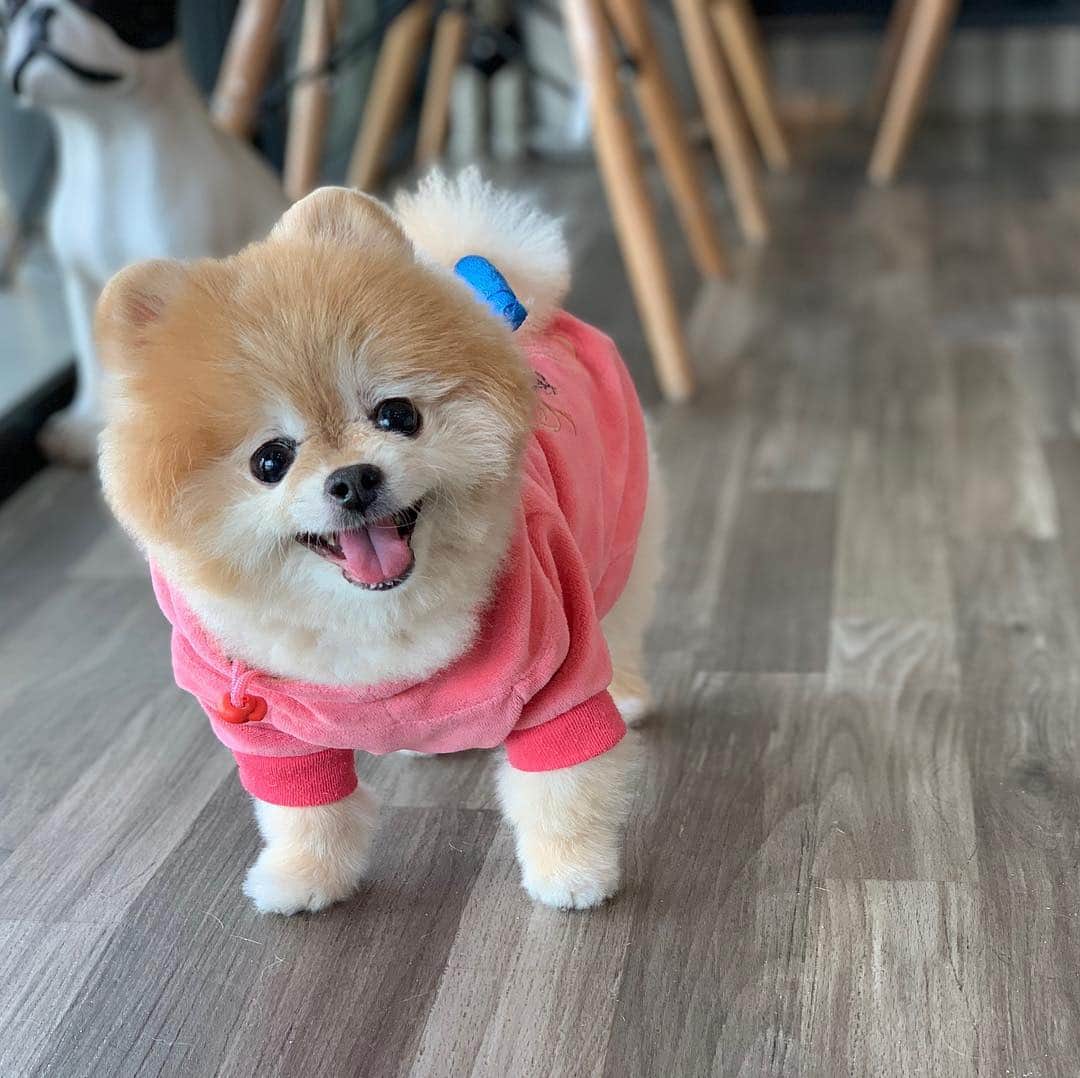 Ella Chuffyのインスタグラム：「Morning every pawdy 🌤 #tbt . . . . . . . . #ellachuffy #pet #petstagram #pomeranianpage #pomeraniansofinstagram #teacuppoms #cutedogs #pomeranian_lovers #pomeranianlife #pomeranianworld #teddybeardog #pomeranian #puppylove #aplacetolovedogs #dogoftheday #justpomeranians #fluffypack #dogoftheday #anmlsposts #thedailypompom #picoftheday #iflmdog #犬 #狗 #everydaydoglover  #pomeranianww #justpomeranians #bridgetdoodlesdogs」