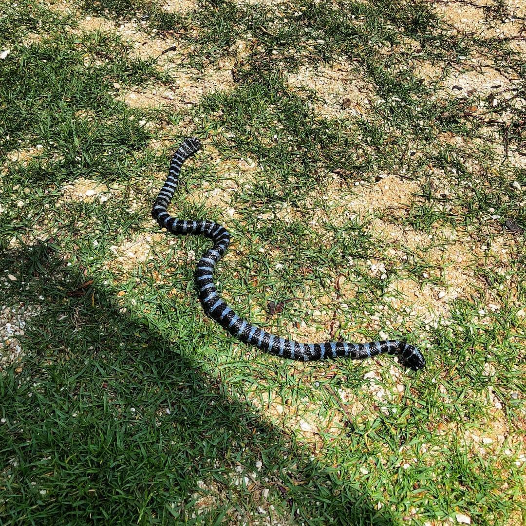 長田庄平さんのインスタグラム写真 - (長田庄平Instagram)「沖縄の海沿いの公園でウミヘビみたいなの干からびてたんやけど。。 #沖縄あるあるなんだろうか #そもそもウミヘビなの #ウミヘビ #沖縄 #沖縄国際映画祭」4月19日 13時54分 - osadashouhei