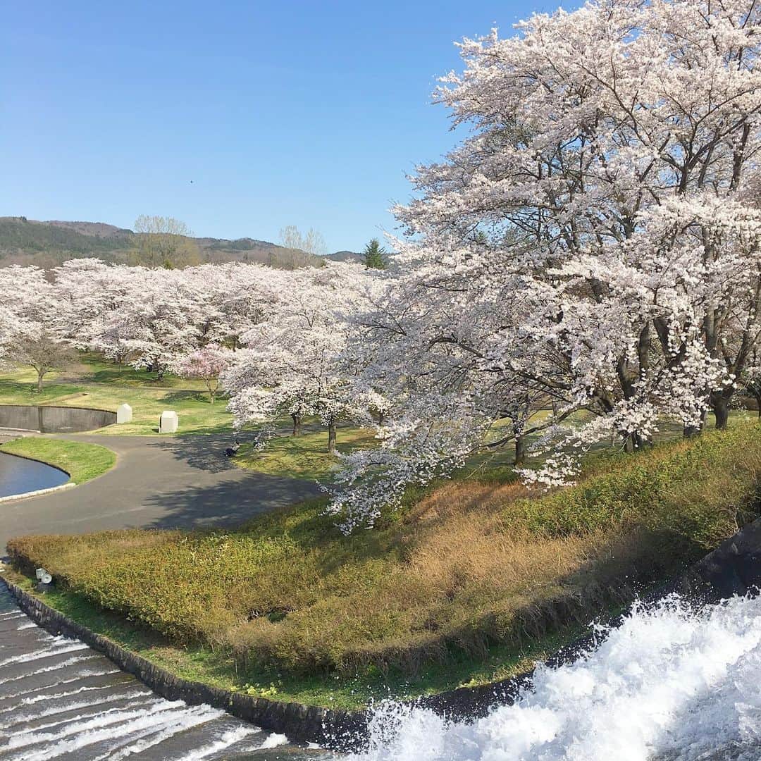 bon ponさんのインスタグラム写真 - (bon ponInstagram)「昨日、初夏のようなポカポカ陽気に誘われて、国営みちのく杜の湖畔公園( @michinokupark )へ出かけてきました。 広い園内の桜は満開🌸🌸🌸 パンジーや芝桜も咲いて、春爛漫の風景が広がって、とても気持ちが良かったです😊😊🌷🌼💐 ・ bon ・ジャケット(UNIQLO) ・シャツ(GU) ・パンツ(UNIQLO) pon ・シャツジャケット(UNIQLO × INES) ・ワンピース(楽天 SO) ・まるショルダーバッグ(大橋歩 イオグッズ) ・ #みちのく湖畔公園 #みちのく杜の湖畔公園 #夫婦 #60代 #ファッション #コーディネート #リンクコーデ #夫婦コーデ #グレイヘア #白髪 #共白髪 #couple #over60 #fashion #coordinate #instafashion #instagramjapan #greyhair #bonpon511」4月19日 13時55分 - bonpon511