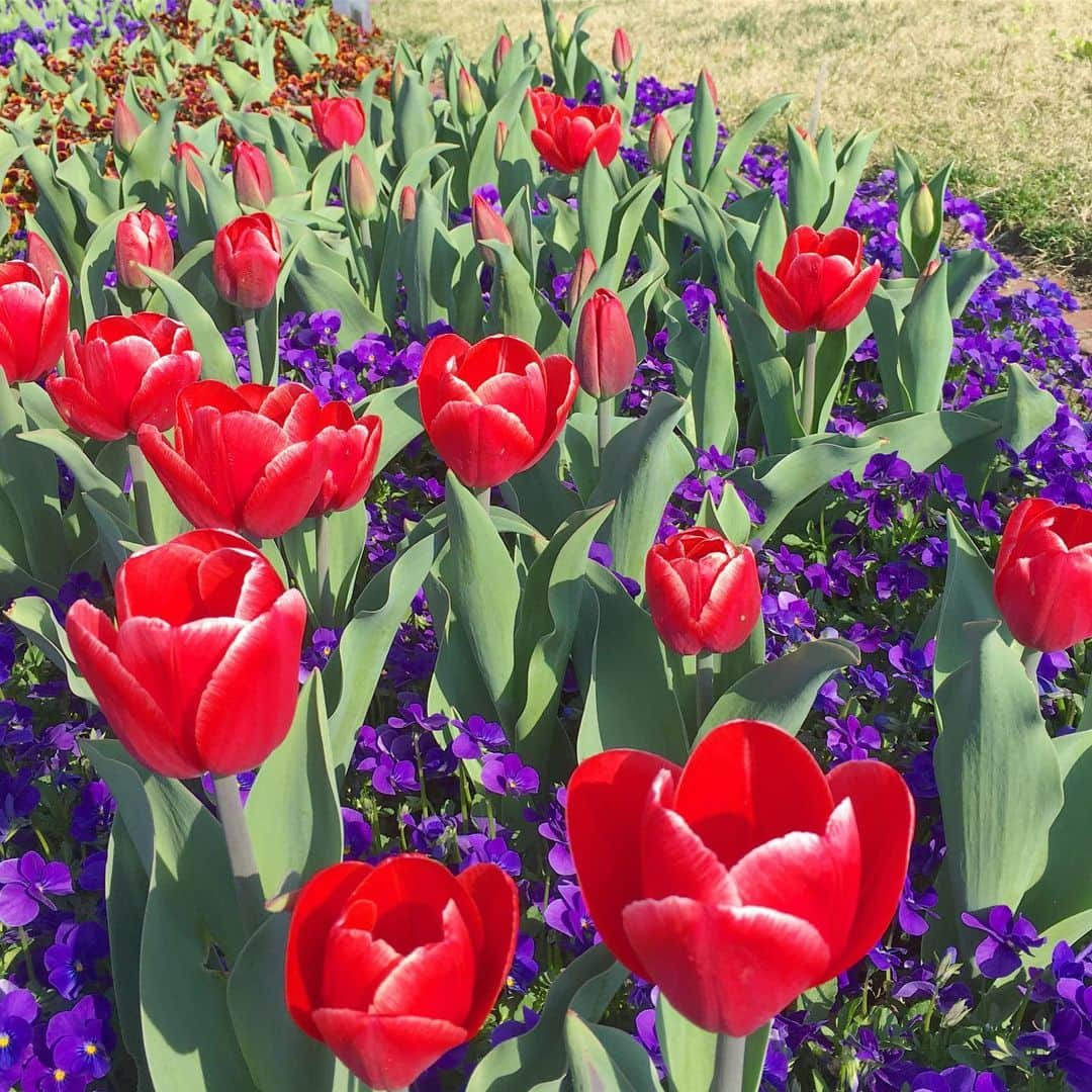 bon ponさんのインスタグラム写真 - (bon ponInstagram)「昨日、初夏のようなポカポカ陽気に誘われて、国営みちのく杜の湖畔公園( @michinokupark )へ出かけてきました。 広い園内の桜は満開🌸🌸🌸 パンジーや芝桜も咲いて、春爛漫の風景が広がって、とても気持ちが良かったです😊😊🌷🌼💐 ・ bon ・ジャケット(UNIQLO) ・シャツ(GU) ・パンツ(UNIQLO) pon ・シャツジャケット(UNIQLO × INES) ・ワンピース(楽天 SO) ・まるショルダーバッグ(大橋歩 イオグッズ) ・ #みちのく湖畔公園 #みちのく杜の湖畔公園 #夫婦 #60代 #ファッション #コーディネート #リンクコーデ #夫婦コーデ #グレイヘア #白髪 #共白髪 #couple #over60 #fashion #coordinate #instafashion #instagramjapan #greyhair #bonpon511」4月19日 13時55分 - bonpon511