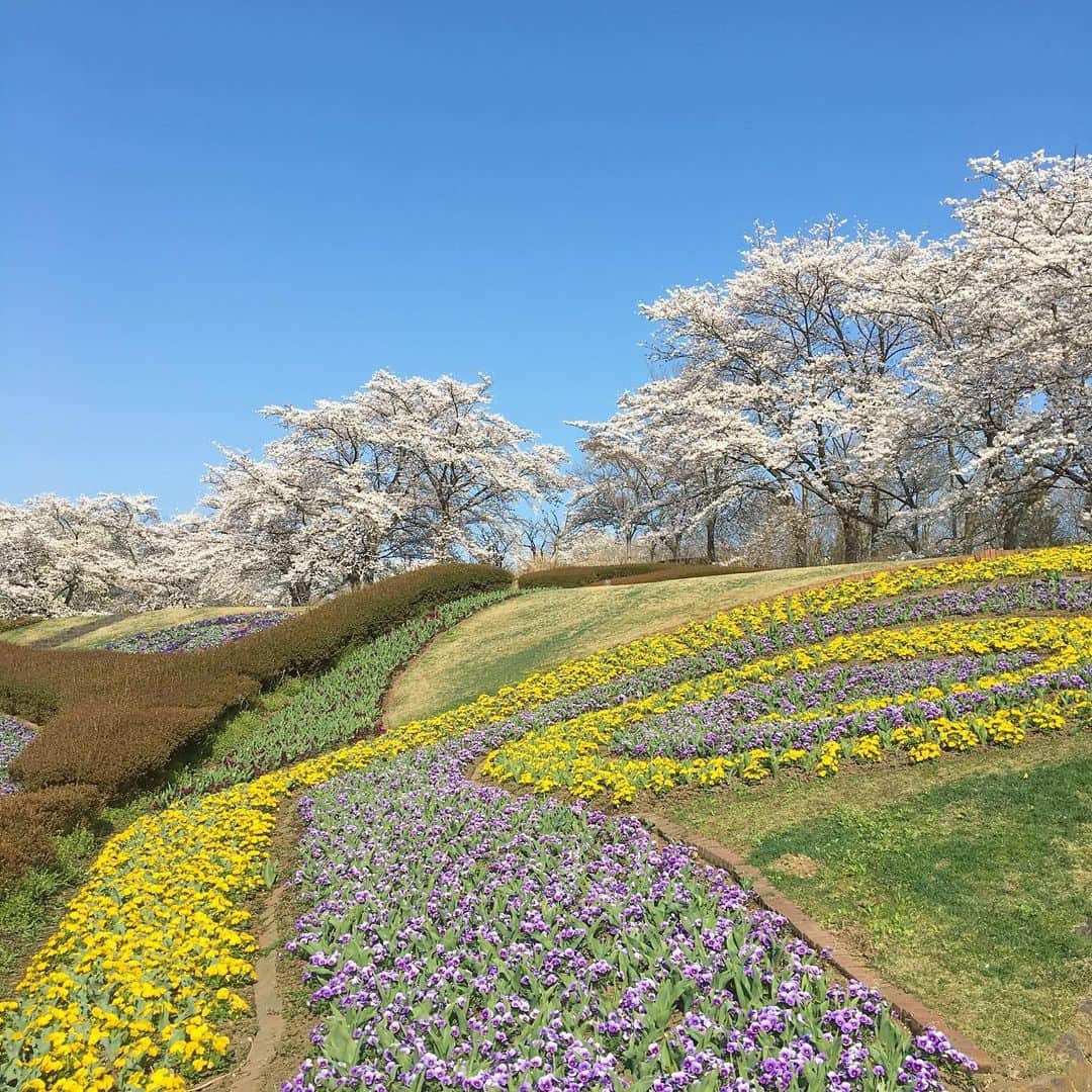 bon ponさんのインスタグラム写真 - (bon ponInstagram)「昨日、初夏のようなポカポカ陽気に誘われて、国営みちのく杜の湖畔公園( @michinokupark )へ出かけてきました。 広い園内の桜は満開🌸🌸🌸 パンジーや芝桜も咲いて、春爛漫の風景が広がって、とても気持ちが良かったです😊😊🌷🌼💐 ・ bon ・ジャケット(UNIQLO) ・シャツ(GU) ・パンツ(UNIQLO) pon ・シャツジャケット(UNIQLO × INES) ・ワンピース(楽天 SO) ・まるショルダーバッグ(大橋歩 イオグッズ) ・ #みちのく湖畔公園 #みちのく杜の湖畔公園 #夫婦 #60代 #ファッション #コーディネート #リンクコーデ #夫婦コーデ #グレイヘア #白髪 #共白髪 #couple #over60 #fashion #coordinate #instafashion #instagramjapan #greyhair #bonpon511」4月19日 13時55分 - bonpon511