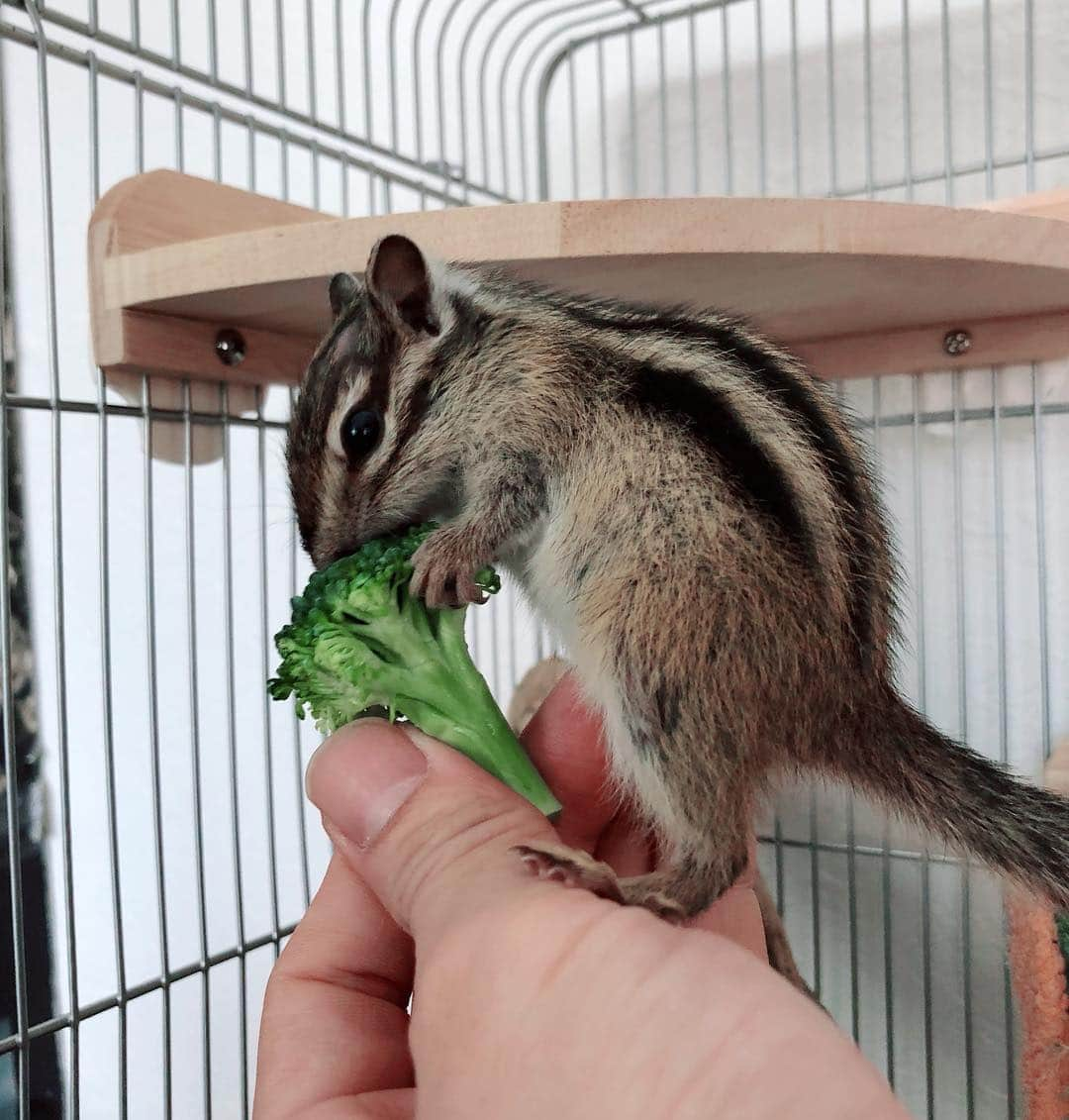 馬庭良介さんのインスタグラム写真 - (馬庭良介Instagram)「Kotaro loves broccoli. Now I should give him some protein and think about the nutrition balance. hmmm.. Oh, he got a new house, anyway. #chipmunk #broccoli #favorite」4月19日 14時20分 - maniwa_ryosuke