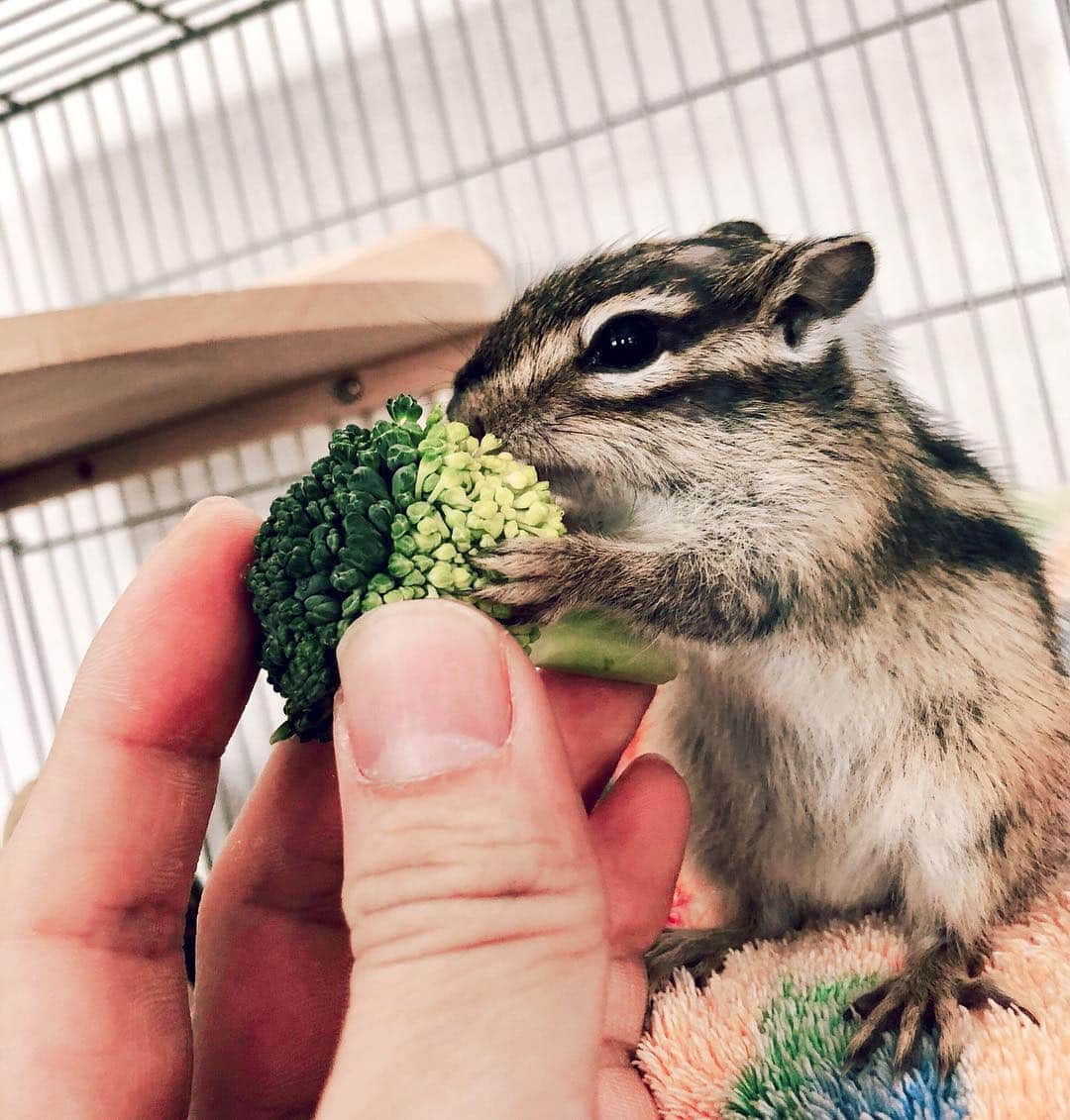 馬庭良介さんのインスタグラム写真 - (馬庭良介Instagram)「Kotaro loves broccoli. Now I should give him some protein and think about the nutrition balance. hmmm.. Oh, he got a new house, anyway. #chipmunk #broccoli #favorite」4月19日 14時20分 - maniwa_ryosuke