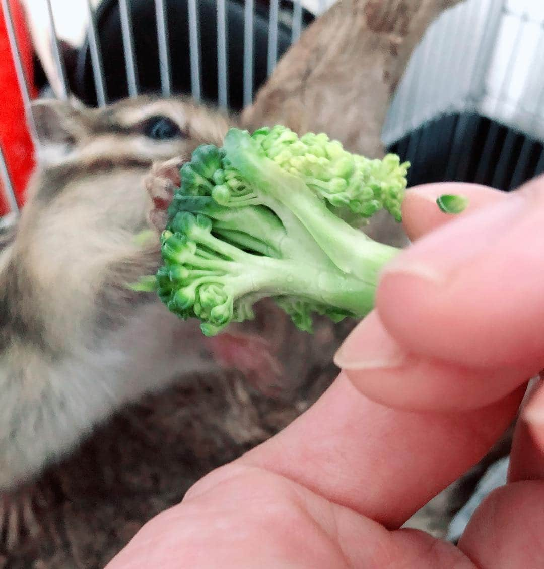 馬庭良介さんのインスタグラム写真 - (馬庭良介Instagram)「Kotaro loves broccoli. Now I should give him some protein and think about the nutrition balance. hmmm.. Oh, he got a new house, anyway. #chipmunk #broccoli #favorite」4月19日 14時20分 - maniwa_ryosuke