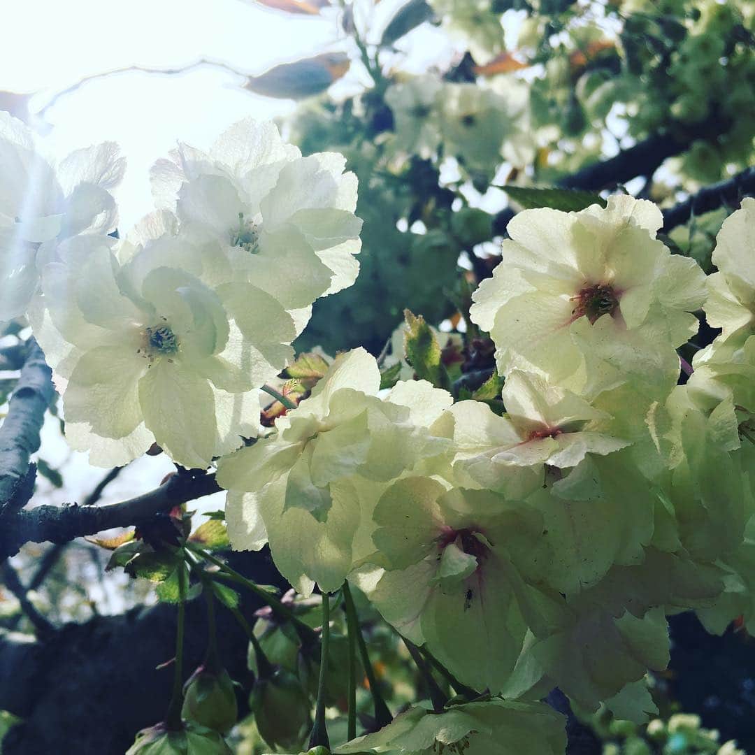 福田洋さんのインスタグラム写真 - (福田洋Instagram)「御苑の緑がかった桜🌸 選挙活動シーズン真っ只中ですが。。 木は自分から何も語らない。 それでいて、威厳があり、なおかつ寛いでいる。 5万票投じたいぐらい素敵です。  #風刺風 #sourceoflife  #sakura  #yoga #taoism」4月19日 14時32分 - trans_am_hiroshi