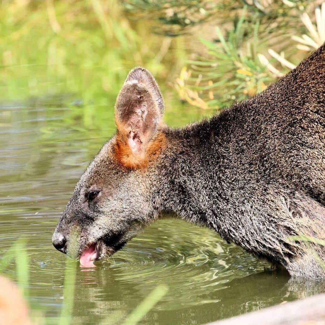 Australiaさんのインスタグラム写真 - (AustraliaInstagram)「Being this cute is thirsty work y’know! 👅 @goldsmiths_in_the_forest1 spotted this fella near their BnB in @loveeastgippsland’s #LakesEntrance, a popular holiday area which is four hours east of @visitmelbourne. This accommodation is nestled within the rainforest and the hosts run a complimentary guided interpretative walk to help guests learn about the native flora, birds and #wildlife. Sample local produce in the ‘bush food garden’ here, including native plants used in Aboriginal culture, and brew tea from the leaves that you’ve foraged for - it’s an authentic Aussie experience that’s hard to come by.  #seeaustralia #visitvictoria #visitgippsland #loveeastgippsland #wildlifephotography #travel」4月19日 15時00分 - australia