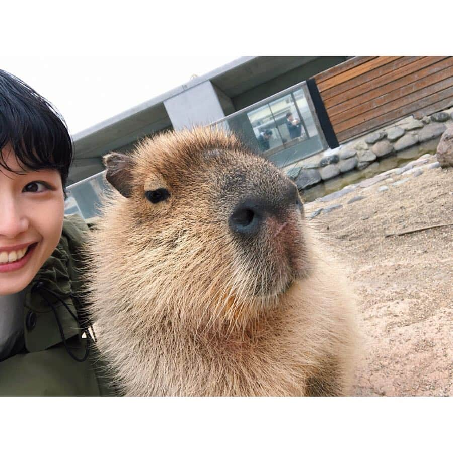 水戸悠夏子さんのインスタグラム写真 - (水戸悠夏子Instagram)「カピバラさんにさわらせてもらえて感動っ！！﻿！ ﻿ 全然表情変えないし微動だにしないところがたまらねぇえええー！かわいぃいいー！﻿ ﻿ カピバラさんの毛はタワシみたいに固かったです。」4月19日 15時15分 - mitoyukako