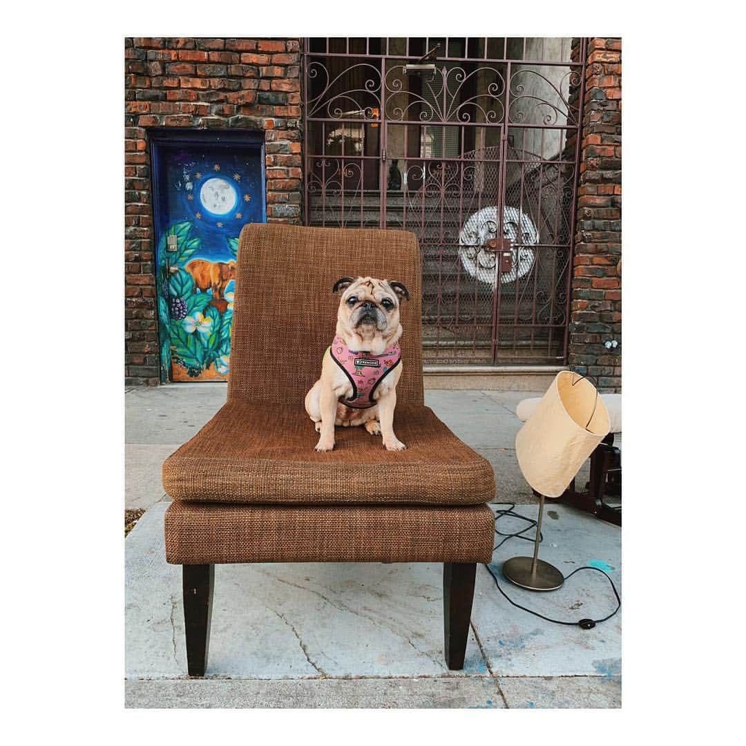 Melissa Santiagoのインスタグラム：「Comfy edition #DiscardedChairsOfTheMission #LeicaHarrietPancakes #DailyPug #pugsofinstagram」