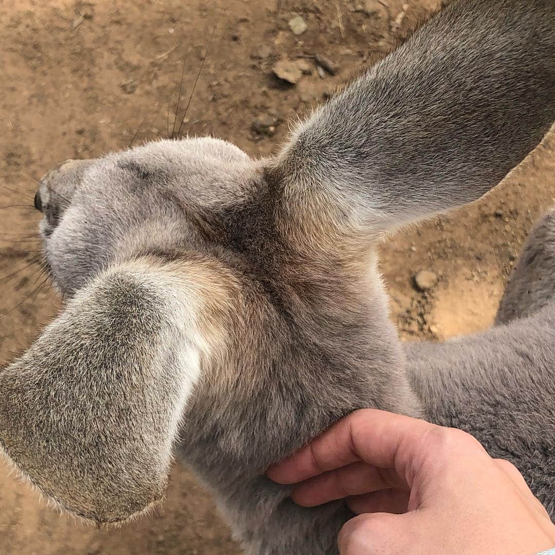 夏奈子さんのインスタグラム写真 - (夏奈子Instagram)「オーストラリア🇦🇺 ブリスベン❤️ コアラ🐨ふわふわで 可愛かった〜❤️ カンガルーも🦘 めちゃくちゃ人間慣れしていて たくさん触らせてくれました(^^) 匂いも嗅いだけどw 臭くなかった❤️ とりあえず動物に触れ合うと必ず顔を埋めて匂い嗅ぎたい派。笑  個人的には コウモリも嬉しかった(^^) 普通にその辺にいるイグアナも当たり前すぎて すごかったなぁ〜♫ ローンパイン・コアラ・サンクチュアリ（Lone Pine Koala Sanctuary）はオーストラリア・クイーンズランド州の州都ブリスベンの郊外へ直線距離にして南へ7kmほどのサバーブであるフィグツリー・ポケットに位置し、ブリスベン川に面する。 世界最長の歴史を持ち、世界最大のコアラ保護区である。  ウィキペディアさんより。  ブリスベンからキュランダまで飛行機に乗って移動✈️ オーストラリアは ほんとに広い！！ #オーストラリア #ブリスベン #ローンパイン #コアラ #サンクチュアリ（Lone Pine Koala Sanctuary） #コウモリ #カンガルー #cute  #love #instagood #instadiary #instalike #instamood #instalove #instafollow」4月19日 15時29分 - chankana0609