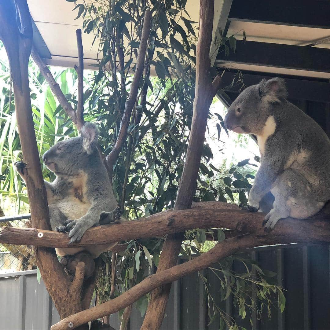 夏奈子さんのインスタグラム写真 - (夏奈子Instagram)「オーストラリア🇦🇺 ブリスベン❤️ コアラ🐨ふわふわで 可愛かった〜❤️ カンガルーも🦘 めちゃくちゃ人間慣れしていて たくさん触らせてくれました(^^) 匂いも嗅いだけどw 臭くなかった❤️ とりあえず動物に触れ合うと必ず顔を埋めて匂い嗅ぎたい派。笑  個人的には コウモリも嬉しかった(^^) 普通にその辺にいるイグアナも当たり前すぎて すごかったなぁ〜♫ ローンパイン・コアラ・サンクチュアリ（Lone Pine Koala Sanctuary）はオーストラリア・クイーンズランド州の州都ブリスベンの郊外へ直線距離にして南へ7kmほどのサバーブであるフィグツリー・ポケットに位置し、ブリスベン川に面する。 世界最長の歴史を持ち、世界最大のコアラ保護区である。  ウィキペディアさんより。  ブリスベンからキュランダまで飛行機に乗って移動✈️ オーストラリアは ほんとに広い！！ #オーストラリア #ブリスベン #ローンパイン #コアラ #サンクチュアリ（Lone Pine Koala Sanctuary） #コウモリ #カンガルー #cute  #love #instagood #instadiary #instalike #instamood #instalove #instafollow」4月19日 15時29分 - chankana0609