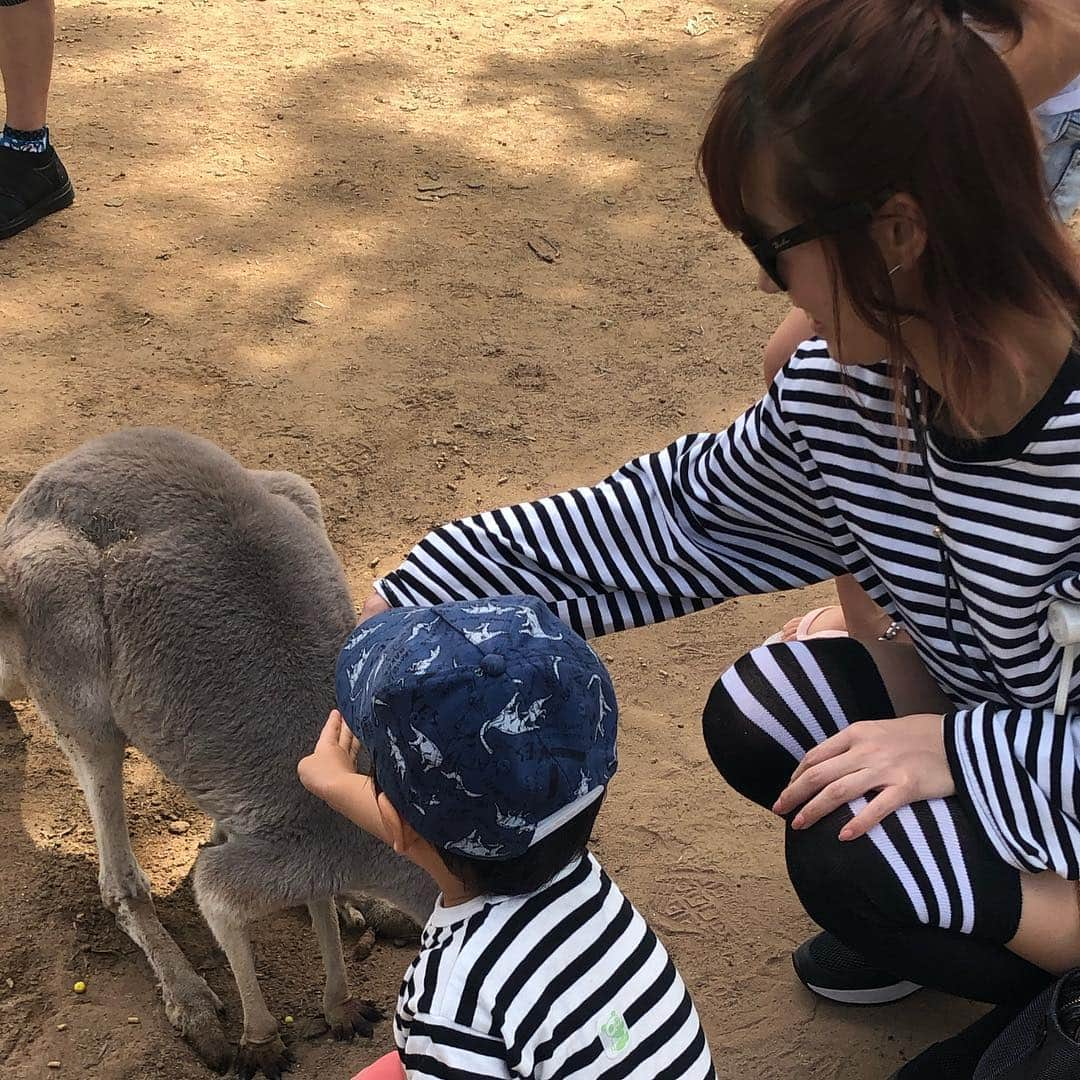 夏奈子さんのインスタグラム写真 - (夏奈子Instagram)「オーストラリア🇦🇺 ブリスベン❤️ コアラ🐨ふわふわで 可愛かった〜❤️ カンガルーも🦘 めちゃくちゃ人間慣れしていて たくさん触らせてくれました(^^) 匂いも嗅いだけどw 臭くなかった❤️ とりあえず動物に触れ合うと必ず顔を埋めて匂い嗅ぎたい派。笑  個人的には コウモリも嬉しかった(^^) 普通にその辺にいるイグアナも当たり前すぎて すごかったなぁ〜♫ ローンパイン・コアラ・サンクチュアリ（Lone Pine Koala Sanctuary）はオーストラリア・クイーンズランド州の州都ブリスベンの郊外へ直線距離にして南へ7kmほどのサバーブであるフィグツリー・ポケットに位置し、ブリスベン川に面する。 世界最長の歴史を持ち、世界最大のコアラ保護区である。  ウィキペディアさんより。  ブリスベンからキュランダまで飛行機に乗って移動✈️ オーストラリアは ほんとに広い！！ #オーストラリア #ブリスベン #ローンパイン #コアラ #サンクチュアリ（Lone Pine Koala Sanctuary） #コウモリ #カンガルー #cute  #love #instagood #instadiary #instalike #instamood #instalove #instafollow」4月19日 15時29分 - chankana0609