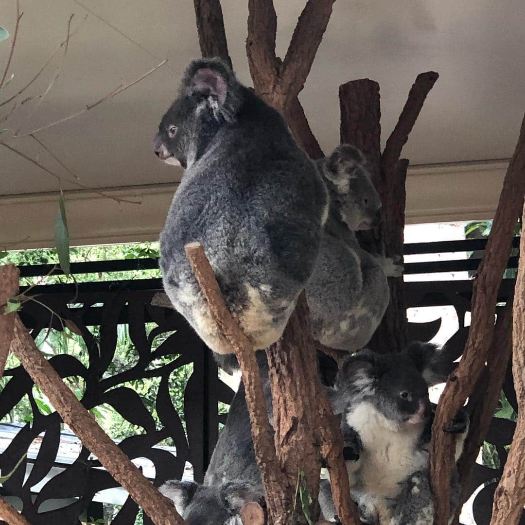 夏奈子さんのインスタグラム写真 - (夏奈子Instagram)「オーストラリア🇦🇺 ブリスベン❤️ コアラ🐨ふわふわで 可愛かった〜❤️ カンガルーも🦘 めちゃくちゃ人間慣れしていて たくさん触らせてくれました(^^) 匂いも嗅いだけどw 臭くなかった❤️ とりあえず動物に触れ合うと必ず顔を埋めて匂い嗅ぎたい派。笑  個人的には コウモリも嬉しかった(^^) 普通にその辺にいるイグアナも当たり前すぎて すごかったなぁ〜♫ ローンパイン・コアラ・サンクチュアリ（Lone Pine Koala Sanctuary）はオーストラリア・クイーンズランド州の州都ブリスベンの郊外へ直線距離にして南へ7kmほどのサバーブであるフィグツリー・ポケットに位置し、ブリスベン川に面する。 世界最長の歴史を持ち、世界最大のコアラ保護区である。  ウィキペディアさんより。  ブリスベンからキュランダまで飛行機に乗って移動✈️ オーストラリアは ほんとに広い！！ #オーストラリア #ブリスベン #ローンパイン #コアラ #サンクチュアリ（Lone Pine Koala Sanctuary） #コウモリ #カンガルー #cute  #love #instagood #instadiary #instalike #instamood #instalove #instafollow」4月19日 15時29分 - chankana0609