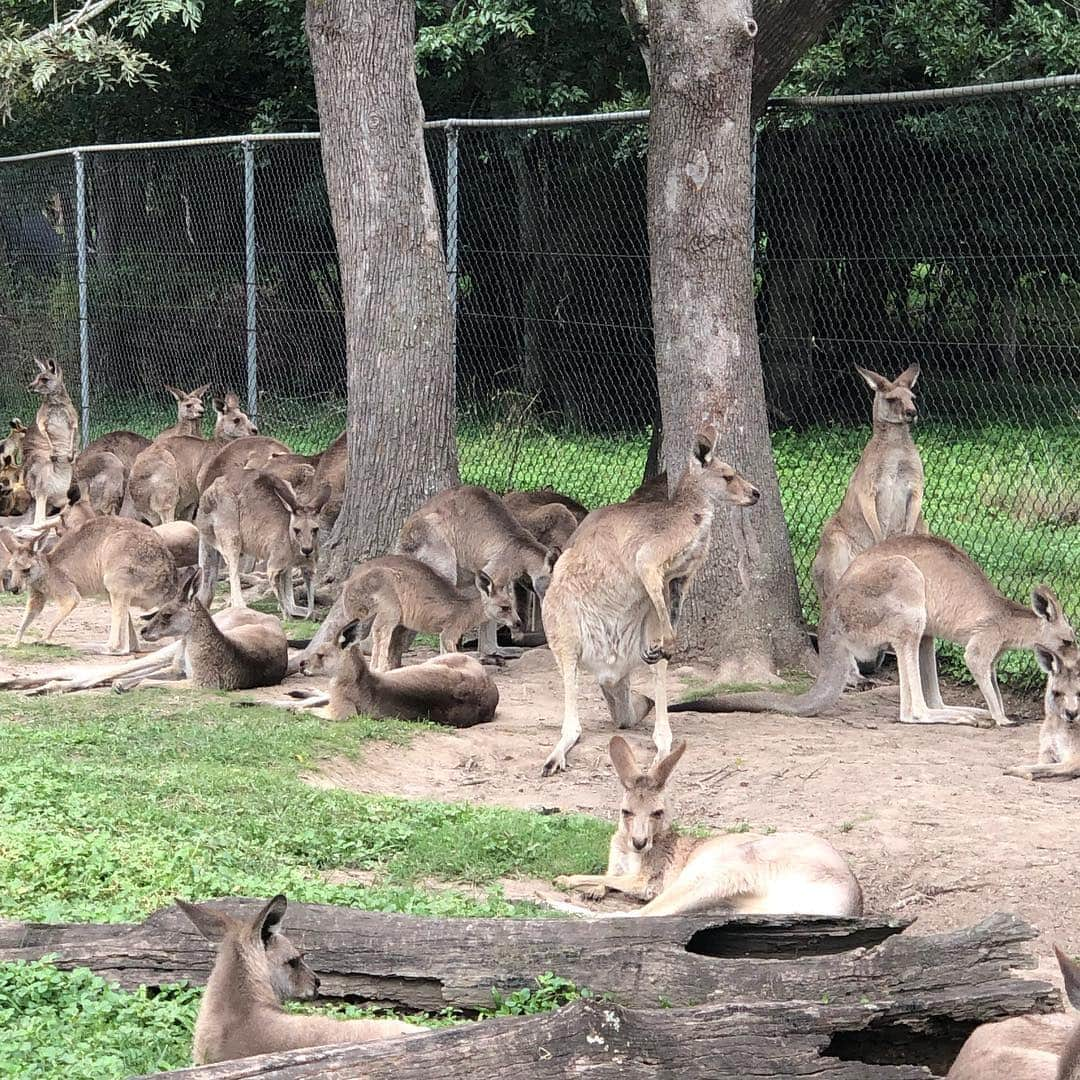 夏奈子さんのインスタグラム写真 - (夏奈子Instagram)「オーストラリア🇦🇺 ブリスベン❤️ コアラ🐨ふわふわで 可愛かった〜❤️ カンガルーも🦘 めちゃくちゃ人間慣れしていて たくさん触らせてくれました(^^) 匂いも嗅いだけどw 臭くなかった❤️ とりあえず動物に触れ合うと必ず顔を埋めて匂い嗅ぎたい派。笑  個人的には コウモリも嬉しかった(^^) 普通にその辺にいるイグアナも当たり前すぎて すごかったなぁ〜♫ ローンパイン・コアラ・サンクチュアリ（Lone Pine Koala Sanctuary）はオーストラリア・クイーンズランド州の州都ブリスベンの郊外へ直線距離にして南へ7kmほどのサバーブであるフィグツリー・ポケットに位置し、ブリスベン川に面する。 世界最長の歴史を持ち、世界最大のコアラ保護区である。  ウィキペディアさんより。  ブリスベンからキュランダまで飛行機に乗って移動✈️ オーストラリアは ほんとに広い！！ #オーストラリア #ブリスベン #ローンパイン #コアラ #サンクチュアリ（Lone Pine Koala Sanctuary） #コウモリ #カンガルー #cute  #love #instagood #instadiary #instalike #instamood #instalove #instafollow」4月19日 15時29分 - chankana0609