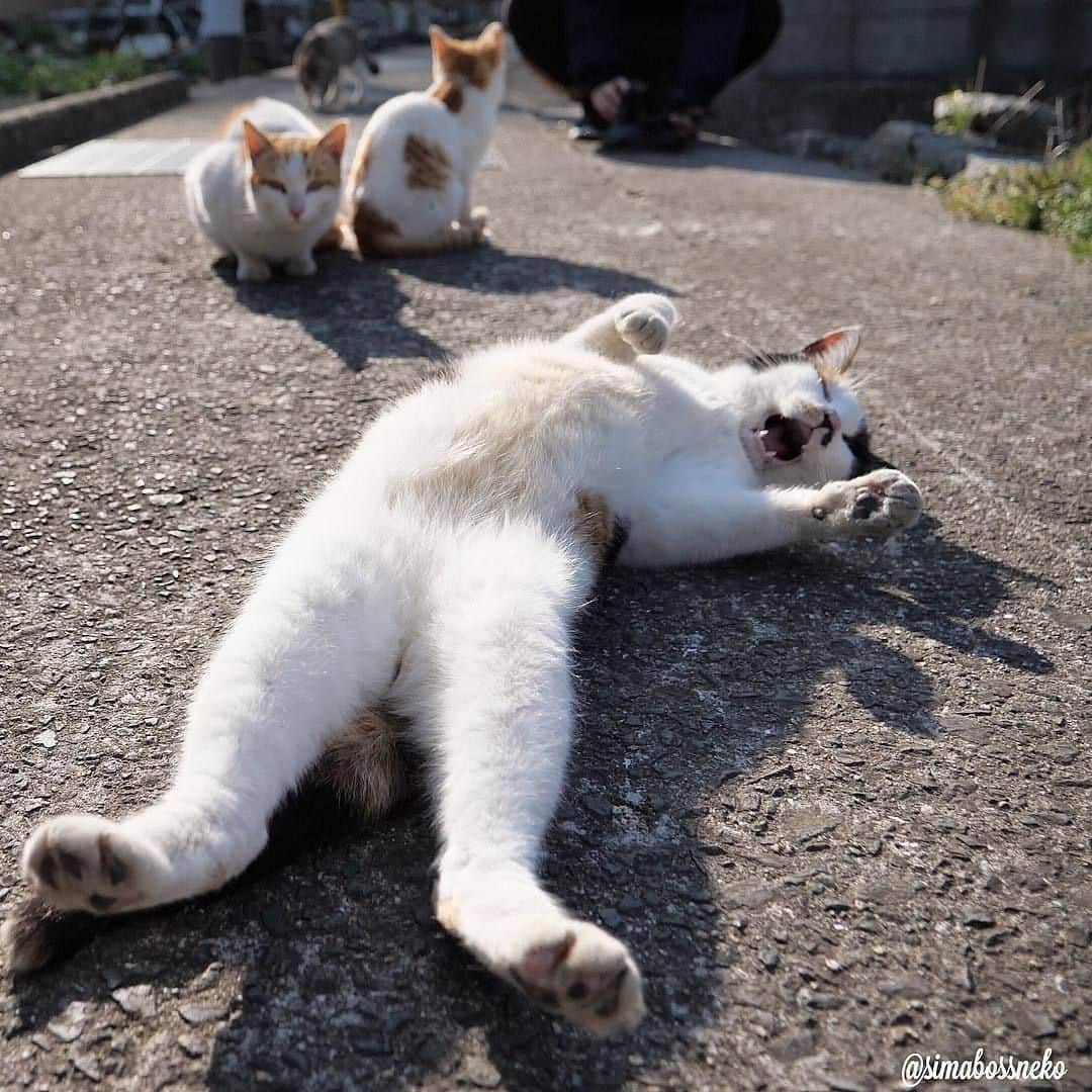 NEKOくらぶさんのインスタグラム写真 - (NEKOくらぶInstagram)「|| これが休日の過ごし方ニャ😽🐾⠀ @simabossneko さんの作品ですにゃ（＝ΦωΦ＝）⠀ *⠀ いいね！＆コメント大歓迎！！⠀ *⠀ #nekoclub #NEKOくらぶ #Japan #Photo #写真 #日本 #cat #ネコ #ねこ #猫 ⠀ Follow: @nekoclub_jpn⠀ *⠀ ▼【廣済堂出版共同企画】NEKOくらぶの皆さまとつくる「NEKOくらぶ写真集」、発売中♪（＝ΦωΦ＝）⠀ ※詳細は本アカウント「 @nekoclub_jpn 」のプロフィールに固定しているハイライトから」4月19日 16時00分 - nekoclub_jpn
