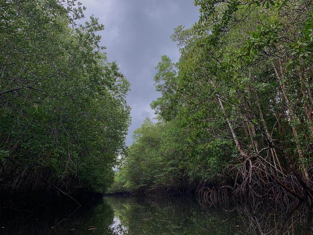 Delia Matacheさんのインスタグラム写真 - (Delia MatacheInstagram)「#mangrove」4月19日 15時53分 - delia