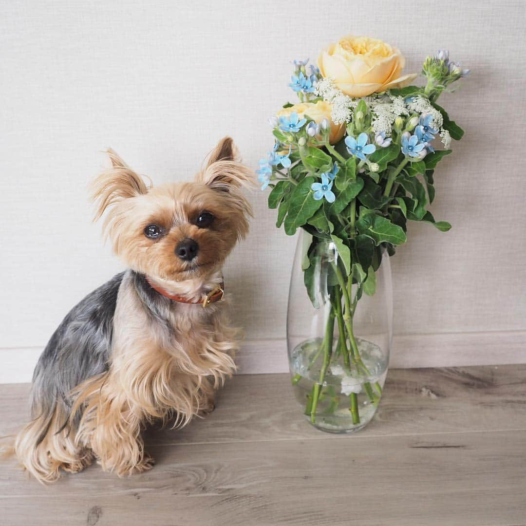 Rubyさんのインスタグラム写真 - (RubyInstagram)「ㅤㅤㅤㅤㅤㅤㅤㅤㅤㅤㅤㅤㅤㅤㅤ Early birthday bouquet for my human from her best friend 💐 先日、1ヶ月早いお誕生日ディナーへ親友がご招待してくれました。 大好きなケイトスペードの欲しくて欲しくてどうしようもなくお店に在庫確認までして買いに行こうとした傘と、やっぱり欲しいからお取り置きしていたノートを頂き(私が欲しいものを熟知している親友💕)1組だけしかおもてなししない素晴らしく美味しいお店で周りを気にせずお喋りに花を咲かせ、こんなにステキなお花まで頂き。心置きなく話せる友人との時間が一番楽しい😊 お花はもうすぐ1週間経つのにまだまだ元気。さらにまだ蕾が開いてきていて、うちのインテリアに合わせて選んでくれたお花はリビングを華やかにしてくれていて、毎日幸せです。朝、お花に話しかけながらお世話する時間が大好き。 ルビたんはお花は自分のためだと思っているみたい😆 可愛いね、お花💐っていうたびに、可愛いって言葉に反応して尻尾振ってやってきます💕お花もルビたんも可愛いよ❤️ #yorkie #ヨーキー #yorkshireterrier #ヨークシャテリア」4月19日 16時08分 - ruby_the_yorkie