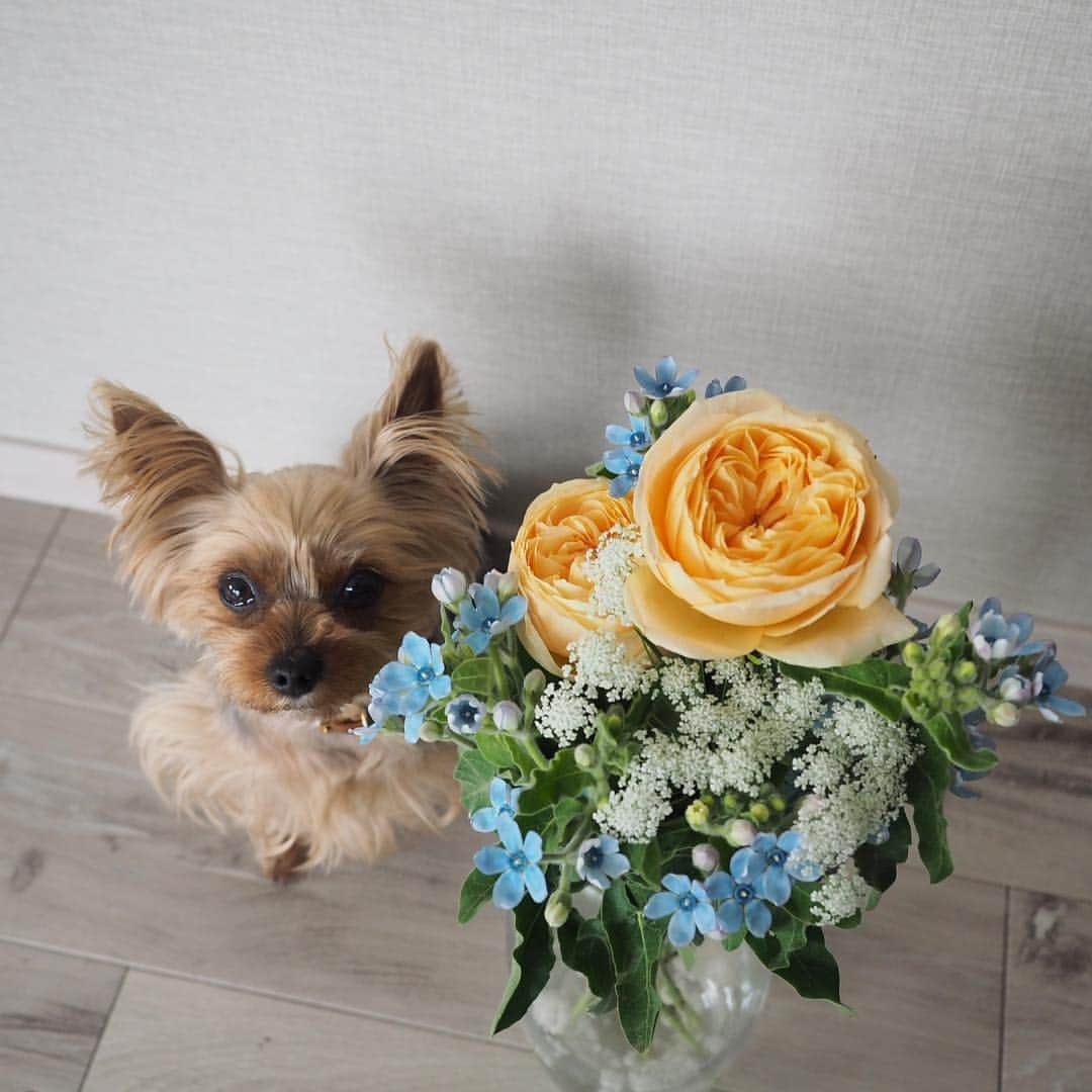 Rubyさんのインスタグラム写真 - (RubyInstagram)「ㅤㅤㅤㅤㅤㅤㅤㅤㅤㅤㅤㅤㅤㅤㅤ Early birthday bouquet for my human from her best friend 💐 先日、1ヶ月早いお誕生日ディナーへ親友がご招待してくれました。 大好きなケイトスペードの欲しくて欲しくてどうしようもなくお店に在庫確認までして買いに行こうとした傘と、やっぱり欲しいからお取り置きしていたノートを頂き(私が欲しいものを熟知している親友💕)1組だけしかおもてなししない素晴らしく美味しいお店で周りを気にせずお喋りに花を咲かせ、こんなにステキなお花まで頂き。心置きなく話せる友人との時間が一番楽しい😊 お花はもうすぐ1週間経つのにまだまだ元気。さらにまだ蕾が開いてきていて、うちのインテリアに合わせて選んでくれたお花はリビングを華やかにしてくれていて、毎日幸せです。朝、お花に話しかけながらお世話する時間が大好き。 ルビたんはお花は自分のためだと思っているみたい😆 可愛いね、お花💐っていうたびに、可愛いって言葉に反応して尻尾振ってやってきます💕お花もルビたんも可愛いよ❤️ #yorkie #ヨーキー #yorkshireterrier #ヨークシャテリア」4月19日 16時08分 - ruby_the_yorkie