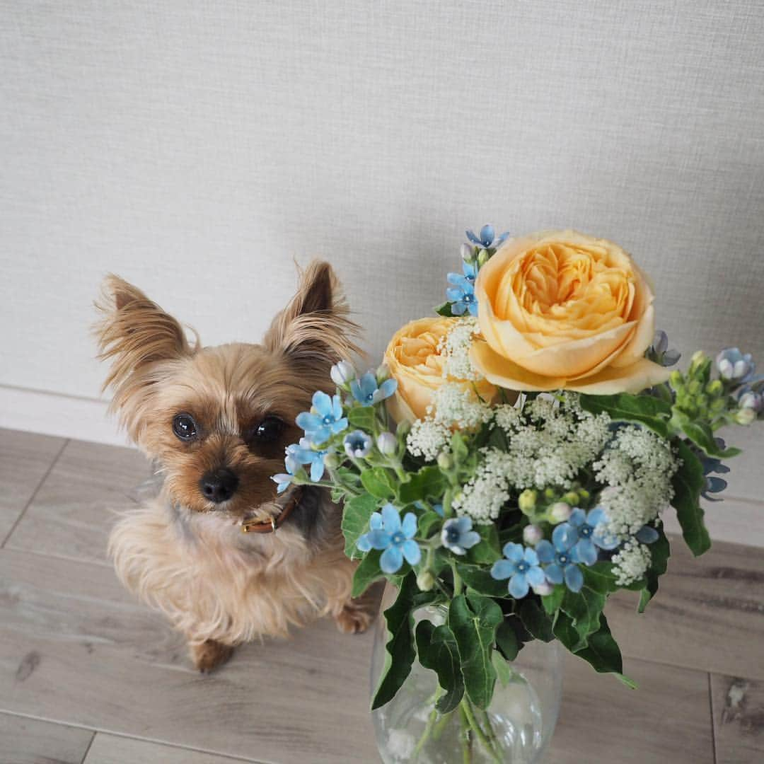 Rubyさんのインスタグラム写真 - (RubyInstagram)「ㅤㅤㅤㅤㅤㅤㅤㅤㅤㅤㅤㅤㅤㅤㅤ Early birthday bouquet for my human from her best friend 💐 先日、1ヶ月早いお誕生日ディナーへ親友がご招待してくれました。 大好きなケイトスペードの欲しくて欲しくてどうしようもなくお店に在庫確認までして買いに行こうとした傘と、やっぱり欲しいからお取り置きしていたノートを頂き(私が欲しいものを熟知している親友💕)1組だけしかおもてなししない素晴らしく美味しいお店で周りを気にせずお喋りに花を咲かせ、こんなにステキなお花まで頂き。心置きなく話せる友人との時間が一番楽しい😊 お花はもうすぐ1週間経つのにまだまだ元気。さらにまだ蕾が開いてきていて、うちのインテリアに合わせて選んでくれたお花はリビングを華やかにしてくれていて、毎日幸せです。朝、お花に話しかけながらお世話する時間が大好き。 ルビたんはお花は自分のためだと思っているみたい😆 可愛いね、お花💐っていうたびに、可愛いって言葉に反応して尻尾振ってやってきます💕お花もルビたんも可愛いよ❤️ #yorkie #ヨーキー #yorkshireterrier #ヨークシャテリア」4月19日 16時08分 - ruby_the_yorkie