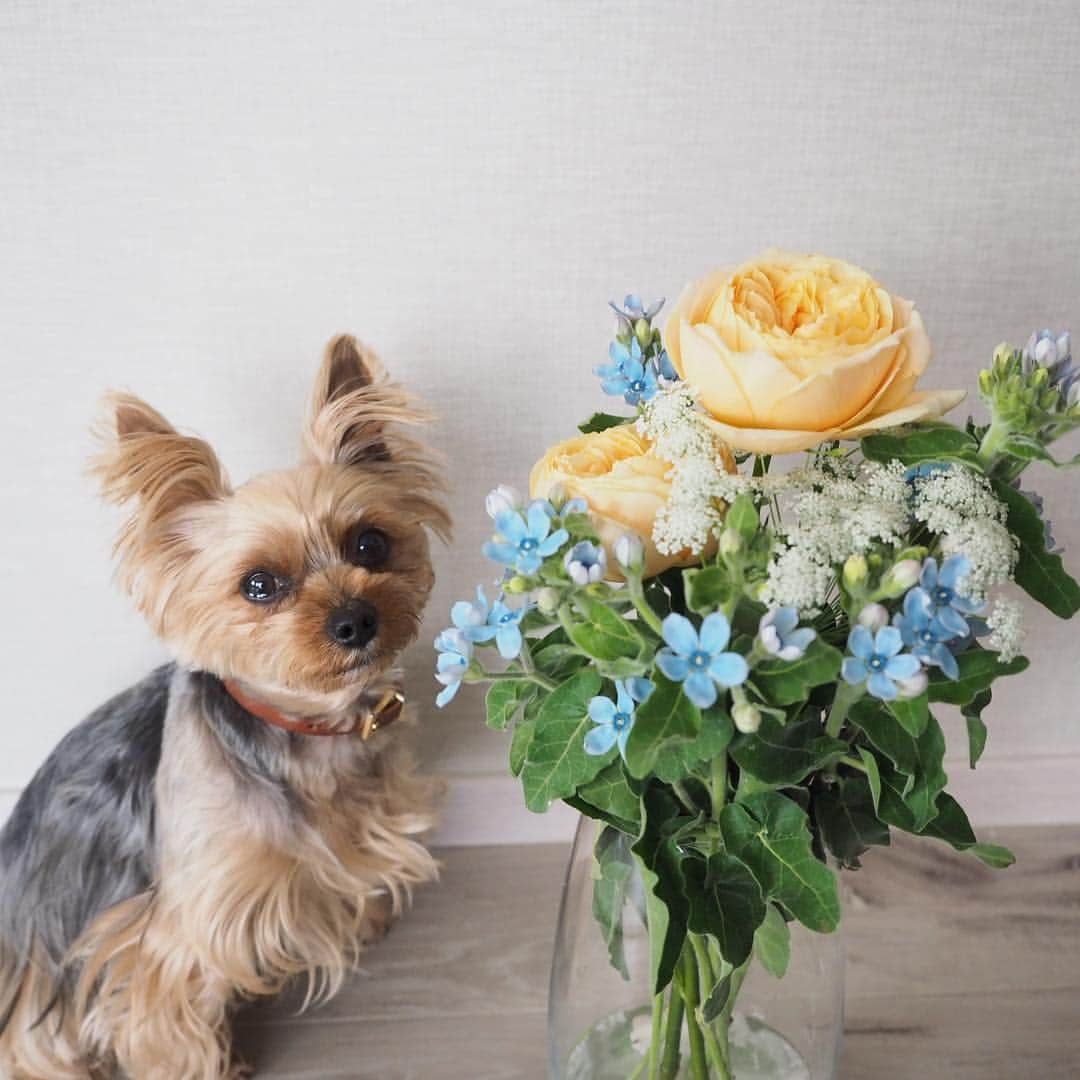 Rubyさんのインスタグラム写真 - (RubyInstagram)「ㅤㅤㅤㅤㅤㅤㅤㅤㅤㅤㅤㅤㅤㅤㅤ Early birthday bouquet for my human from her best friend 💐 先日、1ヶ月早いお誕生日ディナーへ親友がご招待してくれました。 大好きなケイトスペードの欲しくて欲しくてどうしようもなくお店に在庫確認までして買いに行こうとした傘と、やっぱり欲しいからお取り置きしていたノートを頂き(私が欲しいものを熟知している親友💕)1組だけしかおもてなししない素晴らしく美味しいお店で周りを気にせずお喋りに花を咲かせ、こんなにステキなお花まで頂き。心置きなく話せる友人との時間が一番楽しい😊 お花はもうすぐ1週間経つのにまだまだ元気。さらにまだ蕾が開いてきていて、うちのインテリアに合わせて選んでくれたお花はリビングを華やかにしてくれていて、毎日幸せです。朝、お花に話しかけながらお世話する時間が大好き。 ルビたんはお花は自分のためだと思っているみたい😆 可愛いね、お花💐っていうたびに、可愛いって言葉に反応して尻尾振ってやってきます💕お花もルビたんも可愛いよ❤️ #yorkie #ヨーキー #yorkshireterrier #ヨークシャテリア」4月19日 16時08分 - ruby_the_yorkie