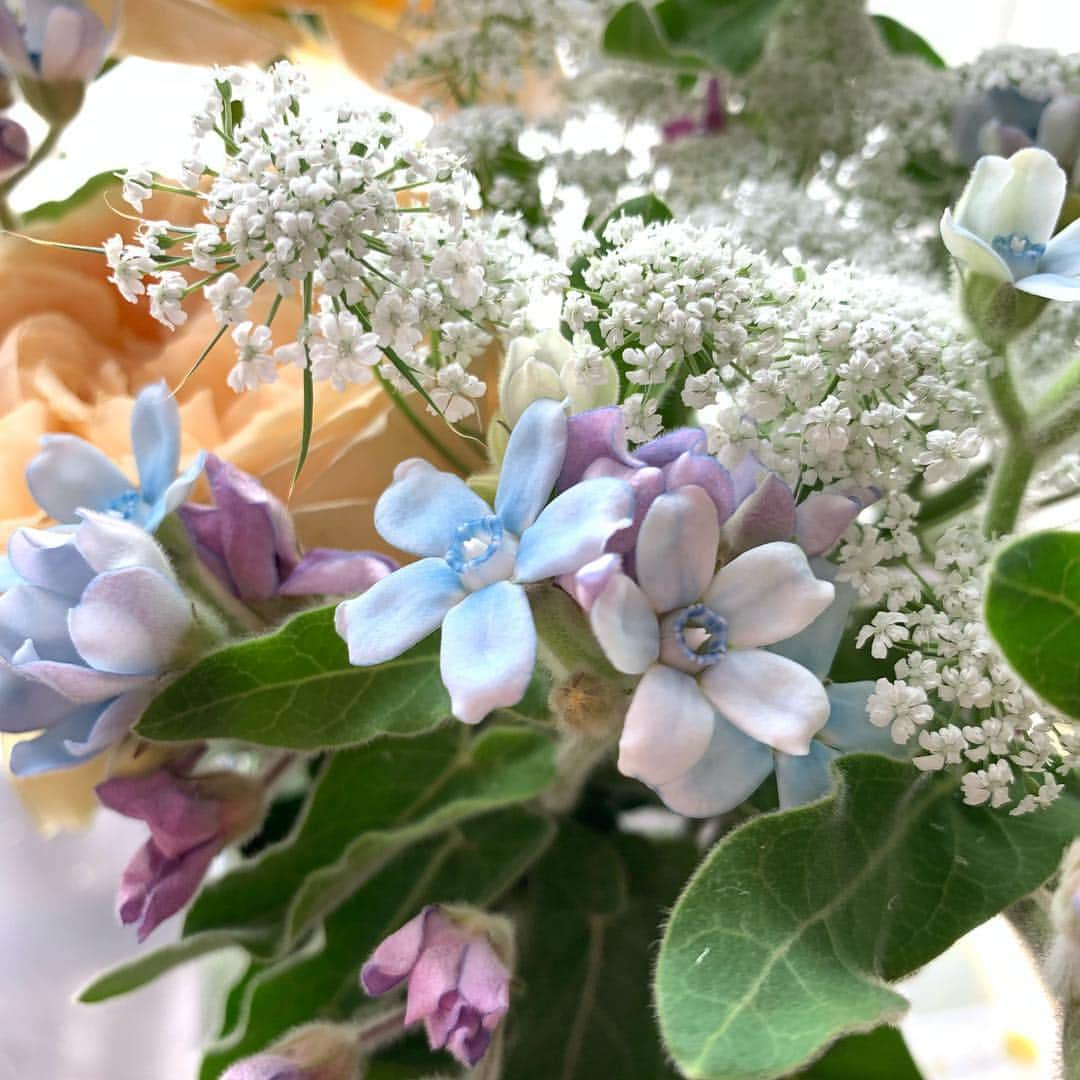 Rubyさんのインスタグラム写真 - (RubyInstagram)「ㅤㅤㅤㅤㅤㅤㅤㅤㅤㅤㅤㅤㅤㅤㅤ Early birthday bouquet for my human from her best friend 💐 先日、1ヶ月早いお誕生日ディナーへ親友がご招待してくれました。 大好きなケイトスペードの欲しくて欲しくてどうしようもなくお店に在庫確認までして買いに行こうとした傘と、やっぱり欲しいからお取り置きしていたノートを頂き(私が欲しいものを熟知している親友💕)1組だけしかおもてなししない素晴らしく美味しいお店で周りを気にせずお喋りに花を咲かせ、こんなにステキなお花まで頂き。心置きなく話せる友人との時間が一番楽しい😊 お花はもうすぐ1週間経つのにまだまだ元気。さらにまだ蕾が開いてきていて、うちのインテリアに合わせて選んでくれたお花はリビングを華やかにしてくれていて、毎日幸せです。朝、お花に話しかけながらお世話する時間が大好き。 ルビたんはお花は自分のためだと思っているみたい😆 可愛いね、お花💐っていうたびに、可愛いって言葉に反応して尻尾振ってやってきます💕お花もルビたんも可愛いよ❤️ #yorkie #ヨーキー #yorkshireterrier #ヨークシャテリア」4月19日 16時08分 - ruby_the_yorkie