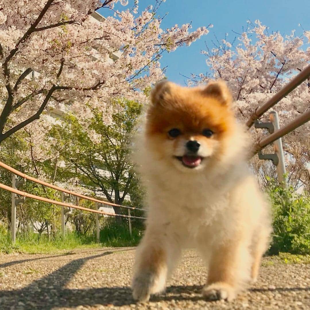 RIO POMEのインスタグラム：「遅ればせながら… 桜pic🌸  2枚目あいかわらずのお顔です😅  #ポメラニアン #pomeranian  #犬 #dog #dogstagram#doglover #愛犬 #わんこ #ポメラニアン大好き #ポメラニアンが世界一可愛い #pom #ぽめらにあん #ポメ#pomeraniansofinstagram  #pomeranianlove #ふわもこ部 #いぬバカ部 #癒しわんこ#instapic#pomstagram #puppy #dogsofinstagram #cute#cutedog」