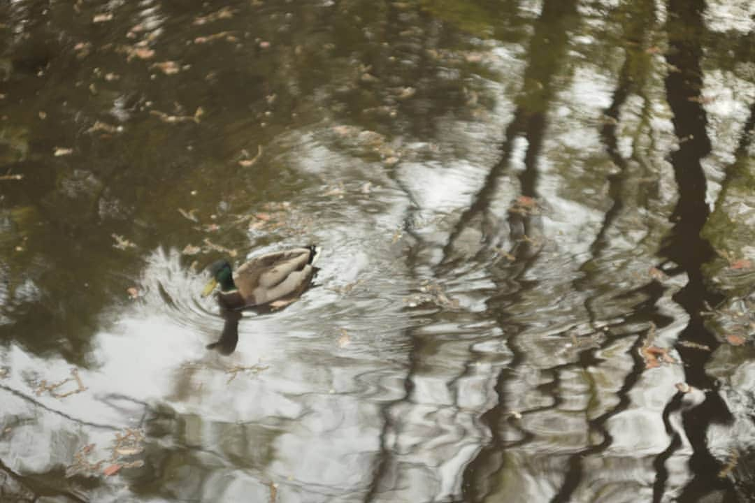 花澄さんのインスタグラム写真 - (花澄Instagram)「きのう行った公園が すっかり気に入ってしまって また稽古前に寄ってみた。 湧き水があるみたいで 夏はホタルもいるそう。 自転車のカゴに レジャーシートが入ってることを思い出して ゴロ寝。 イヤホンで台本聞きながら喋ってる。 自然は癒されるー。  #leica#leicam10p#summarit#summarit50#summarit50mm#oldlens#ライカ#ライカm10p#ズマリット#ズマリット50mm#オールドレンズ#tokyo#japan#oldlens_tokyo」4月19日 16時17分 - textisan