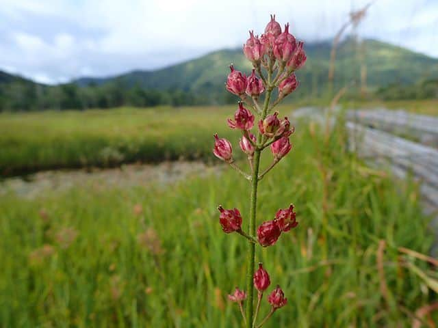 尾瀬旅のインスタグラム：「. 爽やかな尾瀬の山岳に、凛と咲く。 . . #尾瀬旅 #ozextreme #oze #japantravel #instajapan #japantrip #japanstyle #travelphotography #travelinggram #cooljapan #jp_gallery #bestjapanpics #visitjapan #写真好きな人と繋がりたい #旅好き女子 #女子旅 #自然が好き #旅 #旅行大好き #紅葉 #美しい風景 #ファインダー越しの私の世界 #旅の思い出 #花 . . . ============== Repost from @yama_hy_ さん . 憧れの尾瀬。可憐な花々。幸せな時間。 #尾瀬 #尾瀬ヶ原 #至仏山 #rurubuandmore #尾瀬とtepco #尾瀬最高か ==============」