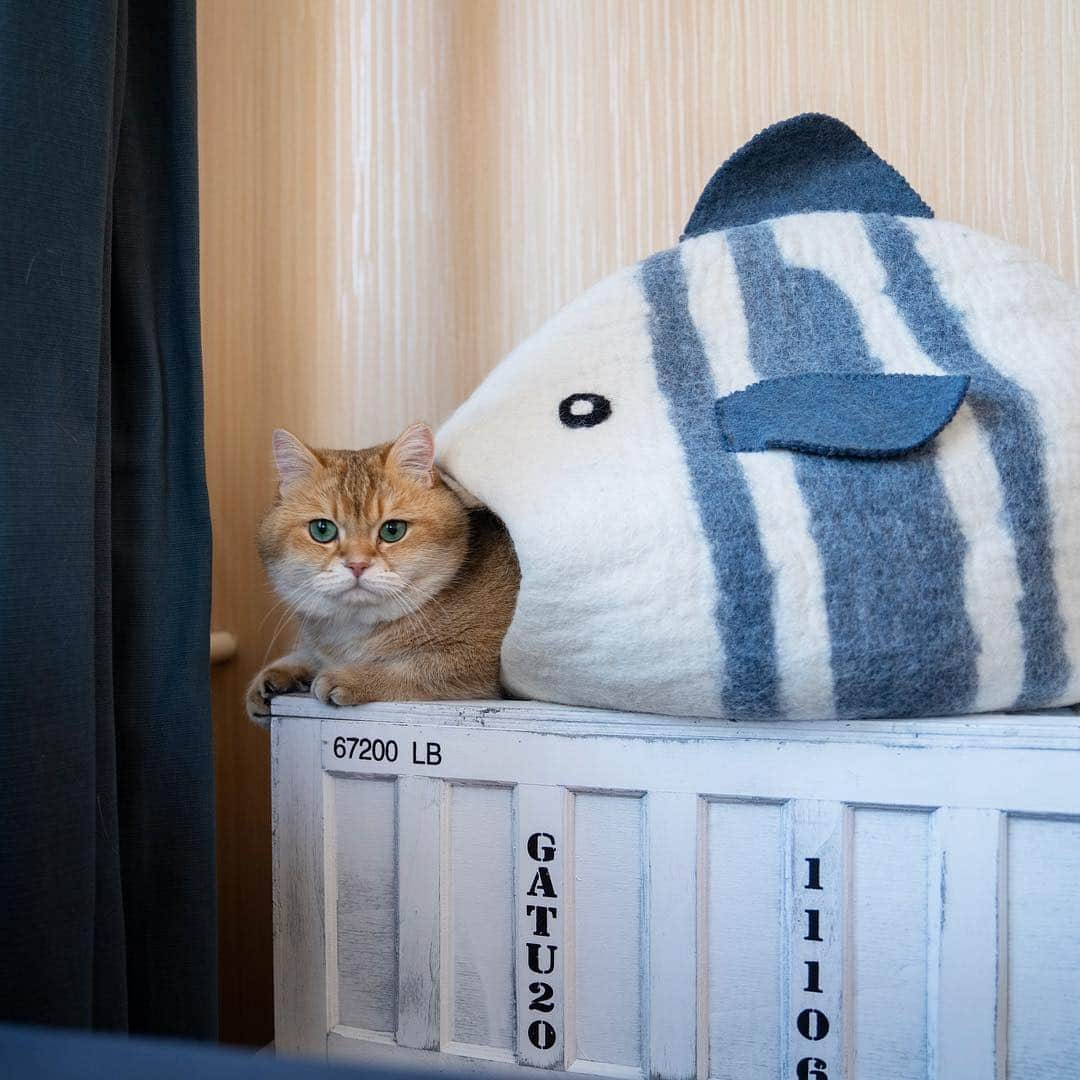 Hosicoさんのインスタグラム写真 - (HosicoInstagram)「Today is Fish Day! 🐡🐠🐟 #fishday」4月19日 17時01分 - hosico_cat