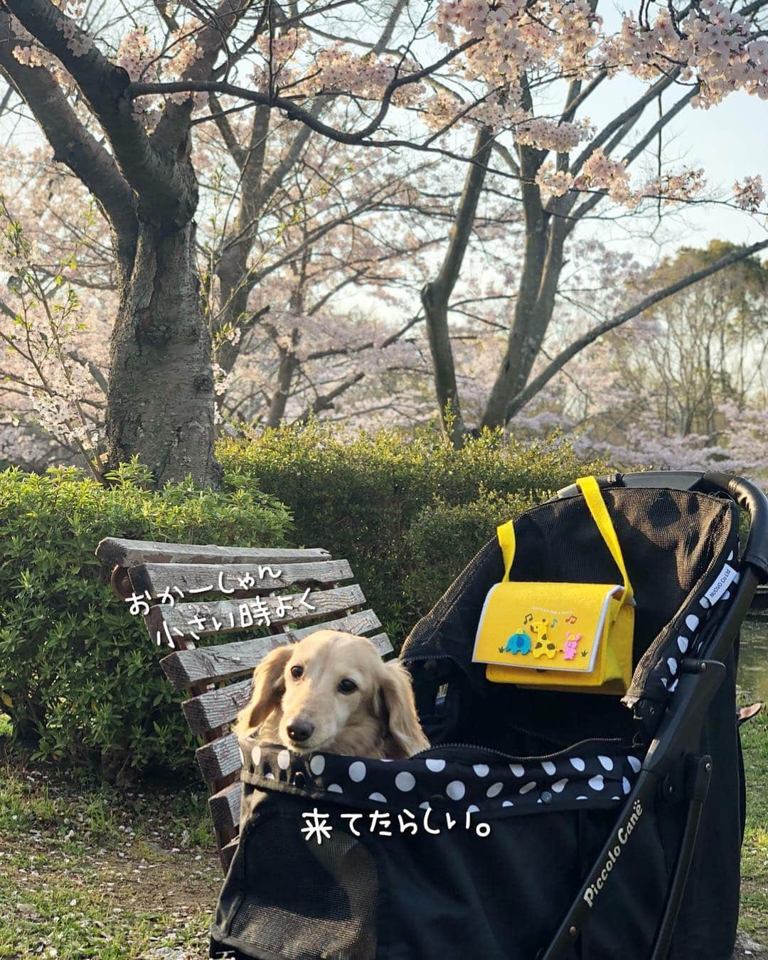 チズさんのインスタグラム写真 - (チズInstagram)「来年もたくさん桜🌸 みれますょーに✨  #平成最後の桜#春うらら#花見 🌸 #花見日和#桜咲く#見納め桜 #cherryblossom #ソメイヨシノ #🌷#🍡#🐶#🐾#💕 #Mダックス #ダックス#ミニチュアダックス #ミニチュアダックスフンド #ミニチュアダックスクリーム #短足犬 #短足部 #カニンヘンダックス #関西ダックス#親父犬 #ダックス13歳#シニア犬 #犬なしでは生きていけません会  #インスタでわんこみるのが日課 ♡♡」4月19日 17時20分 - sqi.chizu