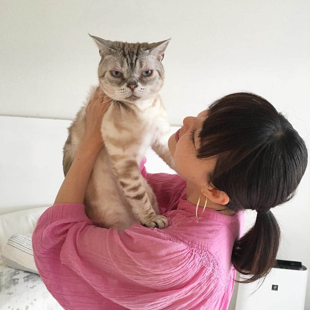青山有紀さんのインスタグラム写真 - (青山有紀Instagram)「なんなのこの可愛すぎるいきものは！！ photo by @uenoasako 💕 #garu_cat #ガル様 #青山有紀」4月19日 17時59分 - yukiaoya