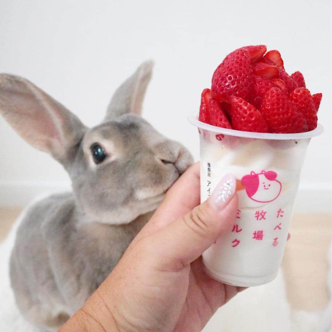 Kayoのインスタグラム：「うんまっ🍓 🐰さーくもうっとり♡ (あ、見てるだけです)」
