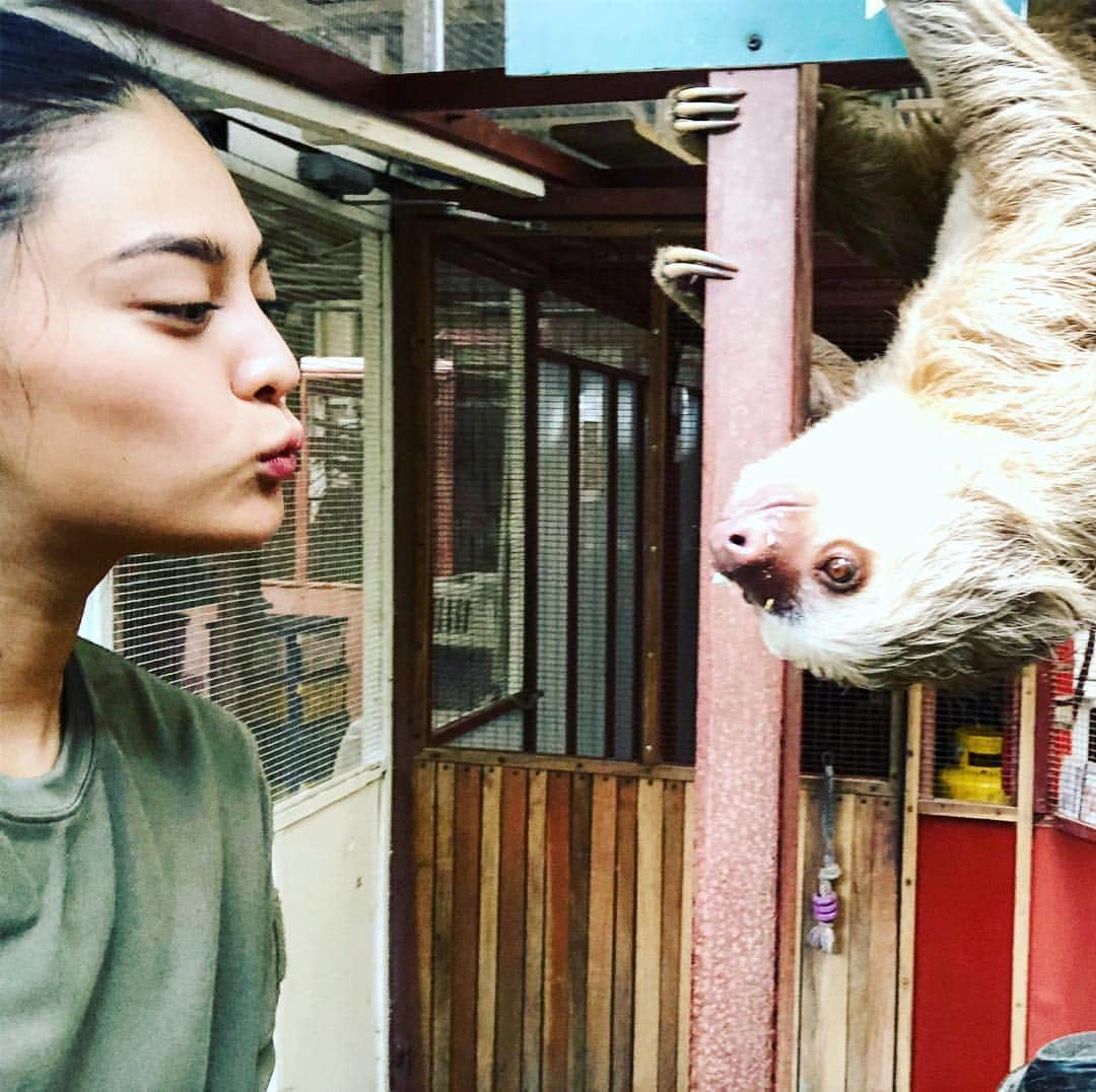 遊海 Yuumiさんのインスタグラム写真 - (遊海 YuumiInstagram)「Love to sloths 😍😍 @jaguarrescuecentercr  明日土曜日夜7時 天才！志村どうぶつ園 絶滅0部 見てください 🌏❤️ ☀️ #jaguarrescuecenter #costarica #loveanimals #peace #加藤ゆうみ  #絶滅0部 #sloth #wildlife #rescue #天才志村どうぶつ園」4月19日 18時25分 - yuumi_kato