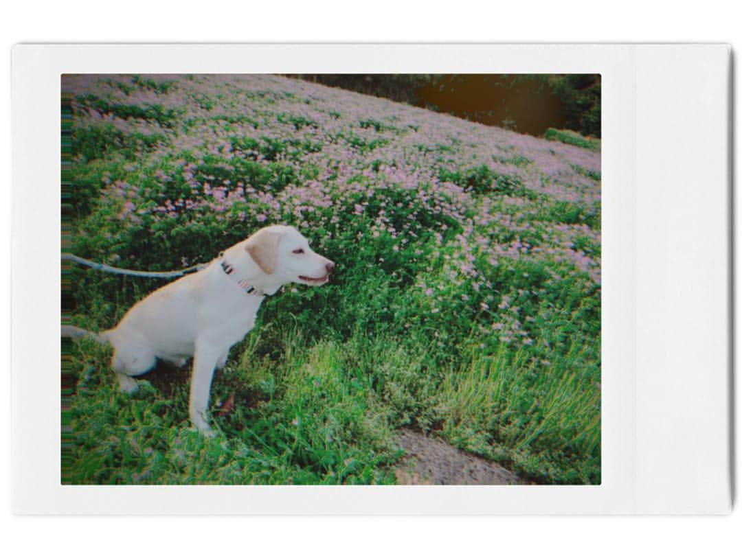 下尾みうさんのインスタグラム写真 - (下尾みうInstagram)「エイト🐶♂ #犬 #dog #山口県 #れんげ #下尾みう #miushitao」4月19日 18時25分 - miumiu1343