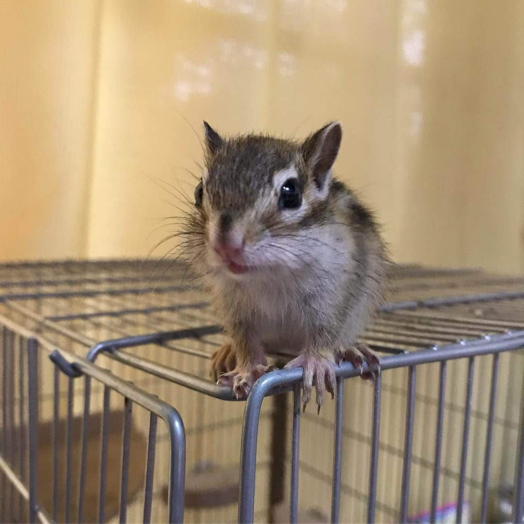 peace_0322さんのインスタグラム写真 - (peace_0322Instagram)「#リス#シマリス#インコ#セキセイインコ#ふわもこ部 ひより君🐿部屋んぽデビューしました😆 お姉ちゃんのおちりクンクン😂」4月19日 18時26分 - peace_0322