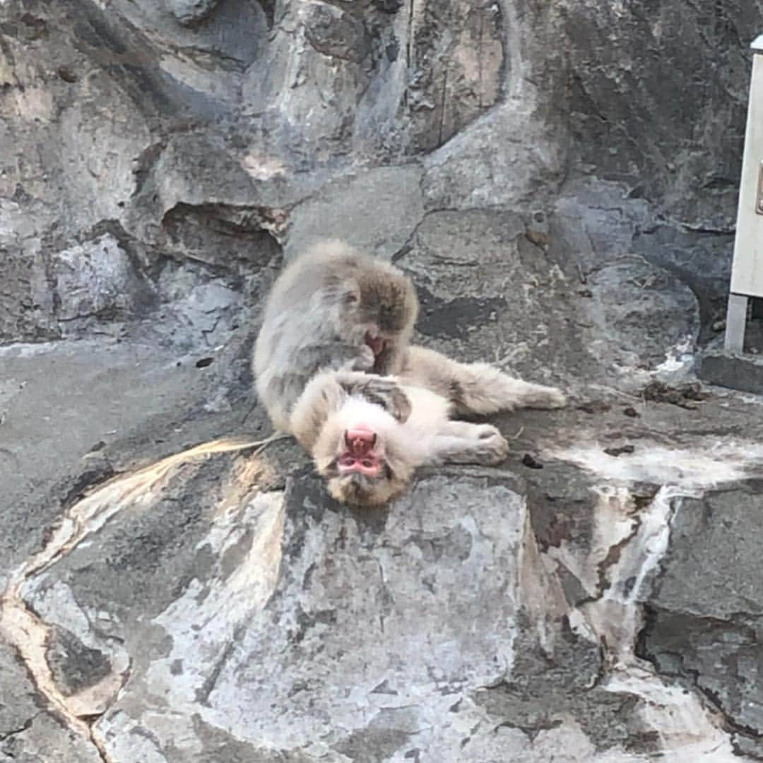 末吉咲子のインスタグラム：「愛さんと上野動物園も行ったよ！ まるで気分は遠足でした🤣笑 1枚目:毛繕いされながらガン見してくる猿 2枚目:剃り込みが入った猿 3枚目:ハグする猿 4枚目:宇宙人みたいな子猿  #猿山 が楽しすぎてほぼ猿見てた😳笑 そしたら閉園しちゃって全部見れなかった😭 からリベンジをここに誓う🔥 癒しの休日でした☺️✨ 멤버 언니랑 동물원도 갔어요!! 원숭이 졸귀다 👍 #ニホンザル #上野動物園 #動物 #猿 #우에노 #우에노동물원 #우에노공원 #일상 #원숭이 #동물」