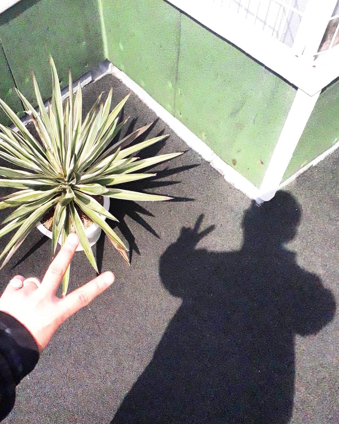倉岡晋也のインスタグラム：「I'm back ✓ My city #tokyolife 久々に東京戻ってきております！ そんで、いきなりお知らせ すいませんwww 明日フリマやります☀️☀️ 外苑前にあるCafe @organic_table_by_lapaz の8FにあるスタジオCreme De La Creme にて！ @otayukari さんの声掛けで集まった素敵なメンバーが揃っています！ 僕は極少量ですが、手放せずに日本に置いていたデザイナーズアイテムとVINTAGEのTシャツやら小物を出品する事にしました… 入場フリーですので、ふらっと遊びに来て下さい!お話ししましょー お時間ある方は是非是非いらしてください！！ ーーーーーーーーーーーーーー ●Members <WOMEN>  Mikako Chinen (Stylist) Chinami Takano (Designer) Yukari Ota (Stylist) Rumi Tanaka (Stylist) <MEN> Kohei Matsuda (SLEEPINGTOKYO) Masaaki Fukugawa (HM up Artist) Atsuya Sugimoto (photographer) Shinya Kuraoka(stylist)  And more...... ●場所 CREME DE LA CREME STUDIO  渋谷区神宮前3-38-11 ニューロイヤルマンション8F ●時間  4/20(土) 13:00-17:00（最終入場16:00） ※下記注意書きをご理解いただいた上、ご来場くださいませ^ ^ ーーーーーーーーーーーーーーー ●注意事項 ・当日は現金のみの対応となります！ ・ショッパーのご用意はございませんので、各自袋をお持ちください。 ・フリーマーケットなので返品、クレームは受け付けません。 ・クローク対応はいたしません。各自お買い物中もお荷物を持ったままでとなります。最小限のお荷物。もしくは、駅のコインロッカーなどに荷物を置いてから会場に足を運んで頂けますよう、よろしくお願い申し上げます。(大きなBagの方は入室をお断りする場合もございます) ・貴重品の管理は各自お願いします。盗難、紛失につきましては一切責任を負い兼ねます。 ・領収書等は発行できません。 ・駐車場はありません。 ・転売行為は禁止します。 ・貴重品の管理は各自お願いします。盗難、紛失につきましては一切責任を負い兼ねます。 ・周辺は店舗、スタジオ、住居となります。騒音など近隣の方への配慮をお願いします。 ・飲食、喫煙はできません。各自発生したゴミは必ずお持ち帰りください。 ・雨天時の傘の取り扱いとお願い 会場への持ち込みはご遠慮願います。 エントランスにて簡易の傘置き場を準備いたします。会場側で管理ができないので、ご理解をよろしくお願い申し上げます。 ・ 慣れない事なので、至らなない点もあるかと思いますが、皆さまと今後もこのような機会を続けて行くためにも、みんなでマナーを守り、声をかけあって、心地よく気持ちの良い土曜日を共に過ごすことができたら嬉しいです。 ご協力よろしくお願い申し上げます！！」