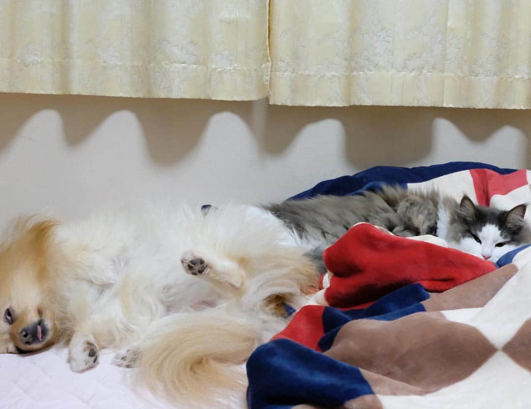 Hanaさんのインスタグラム写真 - (HanaInstagram)「* ブログ更新しました♪ プロフィールから飛べます🚀 http://kedamakyoudai.blog.jp/ * 安心して下さい * 気持ち良く眠っているだけです * 「ポメラニアン 天使の寝顔」 #都市伝説 * * #NorwegianForestCat#Pomeranian#japan#catlover#doglover#dogs#cat#Kawaii#fluffy#pom#fluffydog#catsofinstagram#dogsofinstagram#fluffycat#ノルウェージャンフォレストキャット#ポメラニアン#gatto#pecoいぬ部#cane#ペコねこ部#可愛い#かわいい#funny#funnydog#funnyface#funnyanimals」4月19日 18時48分 - mofu2family