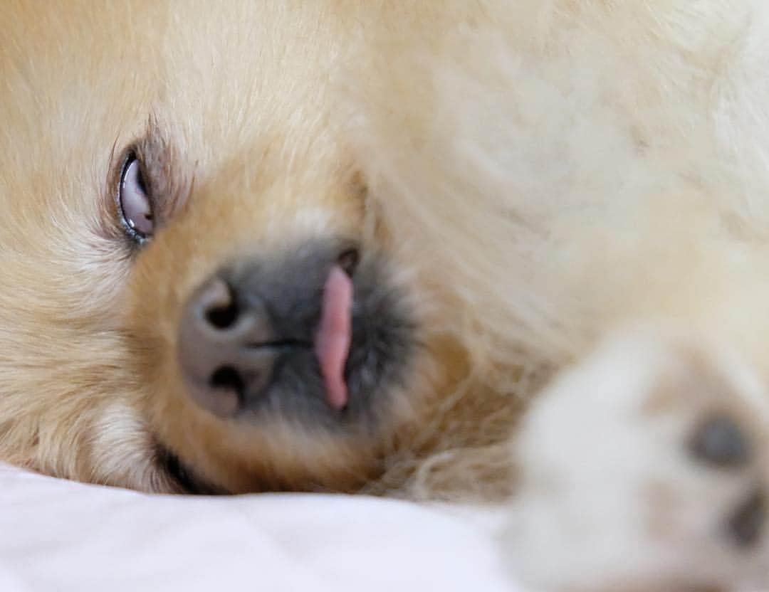 Hanaさんのインスタグラム写真 - (HanaInstagram)「* ブログ更新しました♪ プロフィールから飛べます🚀 http://kedamakyoudai.blog.jp/ * 安心して下さい * 気持ち良く眠っているだけです * 「ポメラニアン 天使の寝顔」 #都市伝説 * * #NorwegianForestCat#Pomeranian#japan#catlover#doglover#dogs#cat#Kawaii#fluffy#pom#fluffydog#catsofinstagram#dogsofinstagram#fluffycat#ノルウェージャンフォレストキャット#ポメラニアン#gatto#pecoいぬ部#cane#ペコねこ部#可愛い#かわいい#funny#funnydog#funnyface#funnyanimals」4月19日 18時48分 - mofu2family