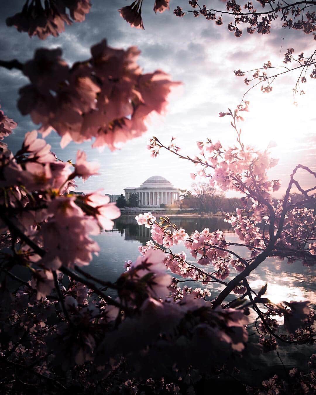 Canon Photographyさんのインスタグラム写真 - (Canon PhotographyInstagram)「We can’t stop sharing the beautiful cherry blossom at the moment! This one wasn't taken in Japan, though. This is in Washington DC!  Photography | @sshoolz  #cherryblossom #blossom #spring #flowers #washingtondc #reflection」4月19日 18時51分 - cpcollectives