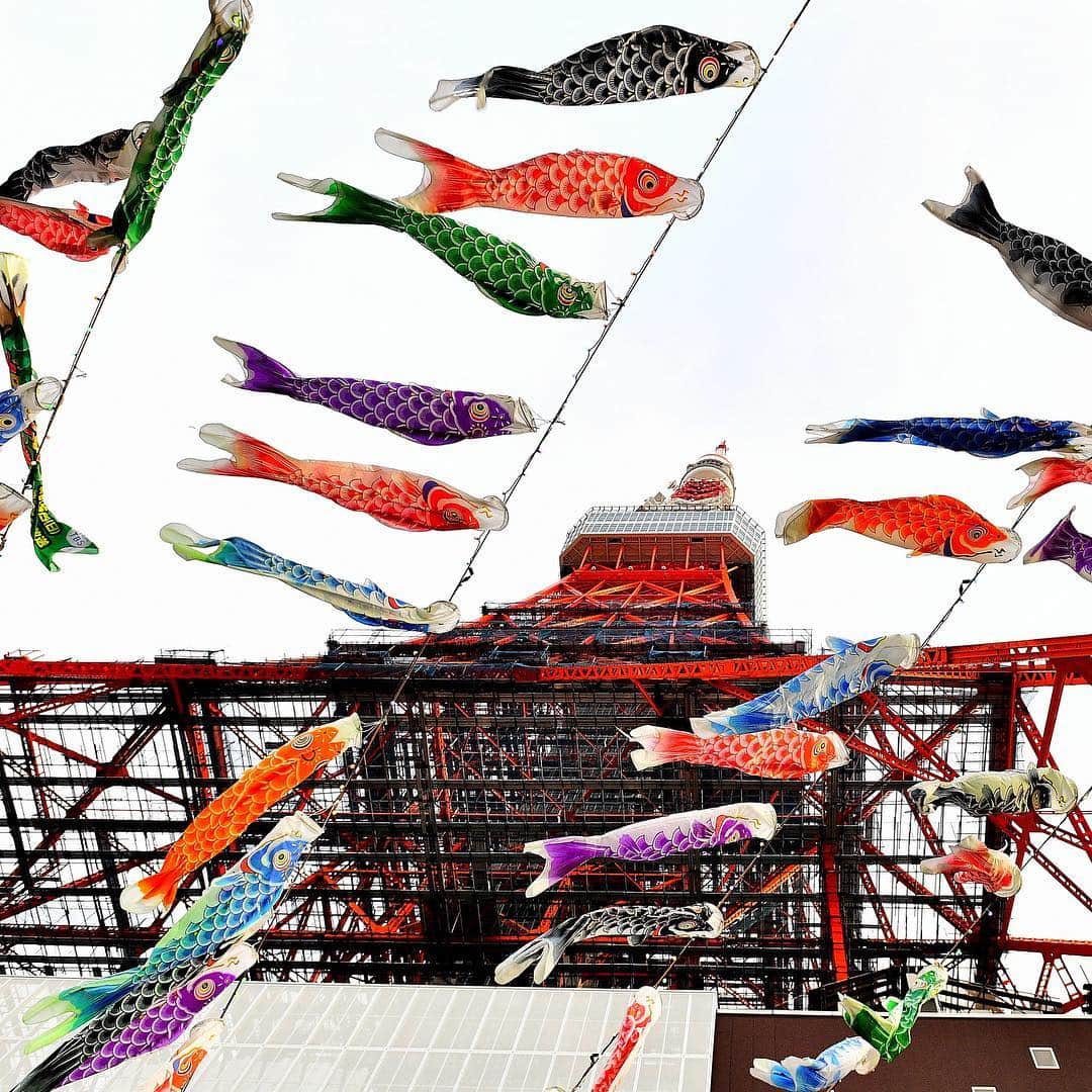 のインスタグラム：「"Koinobori" (carp streamers) fly outside of Tokyo Tower in Minato Ward on April 18. Carp streamers are strung up ahead of Children's Day on May 5 to reflect parents' wishes that their children will grow up to be as strong as carp. The streamers will be on display until May 6. (@miura.yoshiaki photo) . . . . . . #Japan #Tokyo #TowerTower #ChildrensDay #Koinobori #travel #city #日本 #東京 #東京タワー #こどもの日 #子供の日 #鯉のぼり #こいのぼり #旅行 #撮影 #🗼 #🎏」