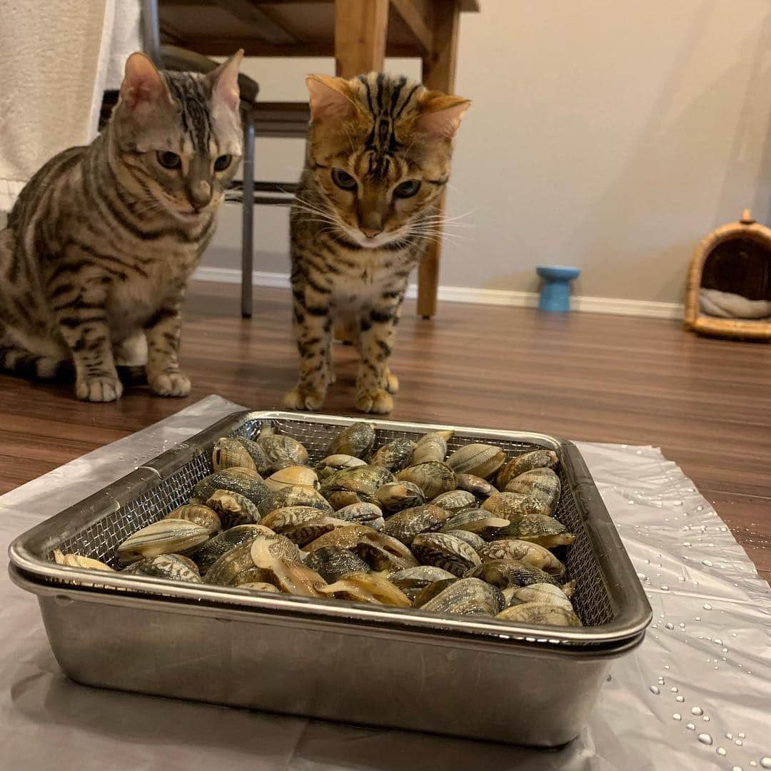 トミックさんのインスタグラム写真 - (トミックInstagram)「今年2回目の潮干狩りで獲った特大アサリ！！！ #トミスタj  #潮干狩り #ルト #ロゼ #猫 #ベンガル #今回はもはや潮干狩りの達人レベルやで」4月19日 18時53分 - tomikkunet