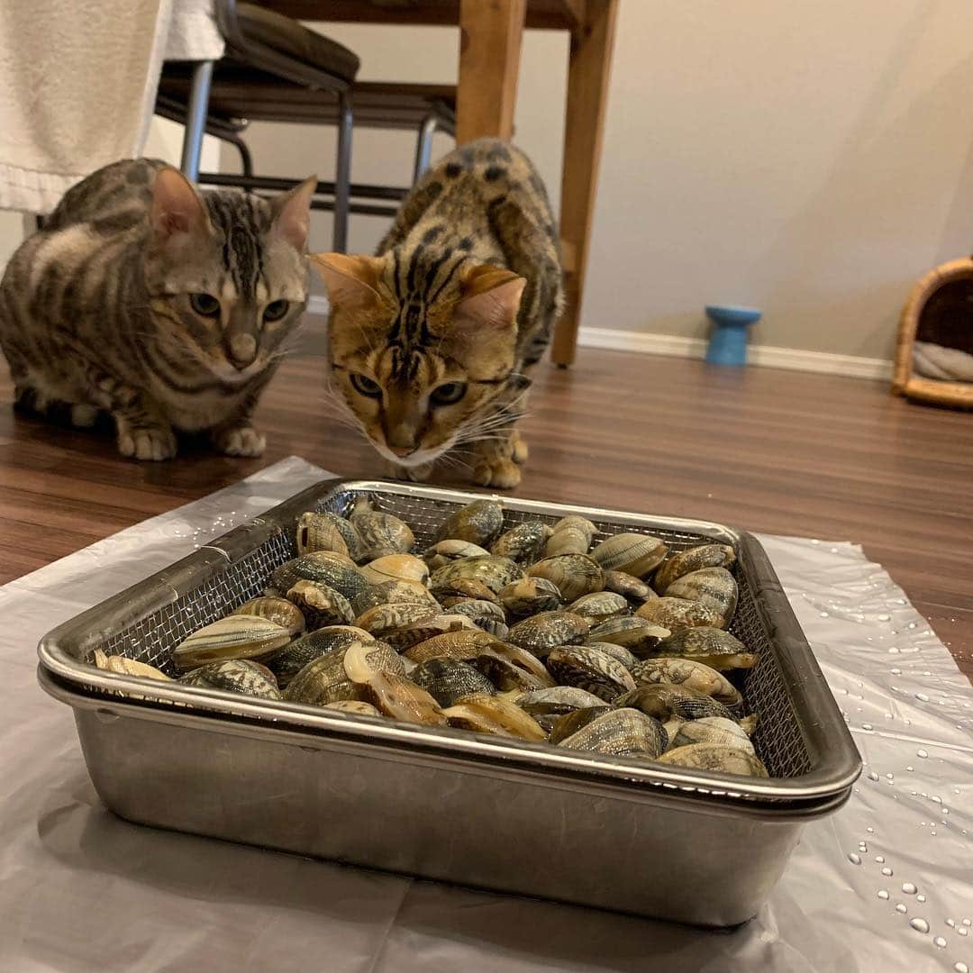 トミックさんのインスタグラム写真 - (トミックInstagram)「今年2回目の潮干狩りで獲った特大アサリ！！！ #トミスタj  #潮干狩り #ルト #ロゼ #猫 #ベンガル #今回はもはや潮干狩りの達人レベルやで」4月19日 18時53分 - tomikkunet