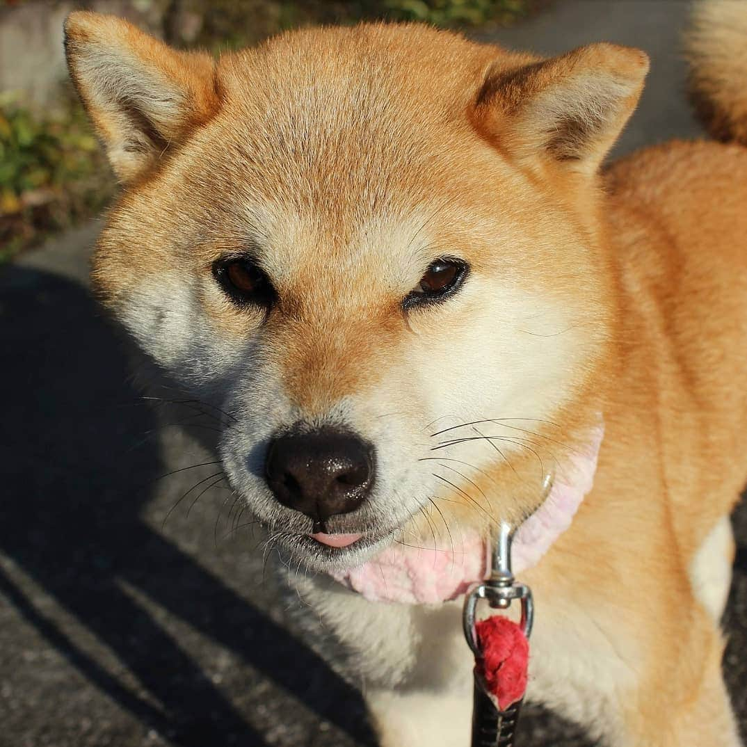 柴犬たま Shibainu Tamaさんのインスタグラム写真 - (柴犬たま Shibainu TamaInstagram)「チラッ * ペロ😜 * Caption trans🇬🇧 Glance. She stuck out the tip of her tongue😜 * #たま家族 #柴犬ミケ #一眼レフ #一眼レフカメラ #お散歩 #チラ見 #舌ぺろ #かなりひし形 #柴犬 #shiba #shibainu #shibastagram #犬 #dog」4月19日 19時21分 - tama7653