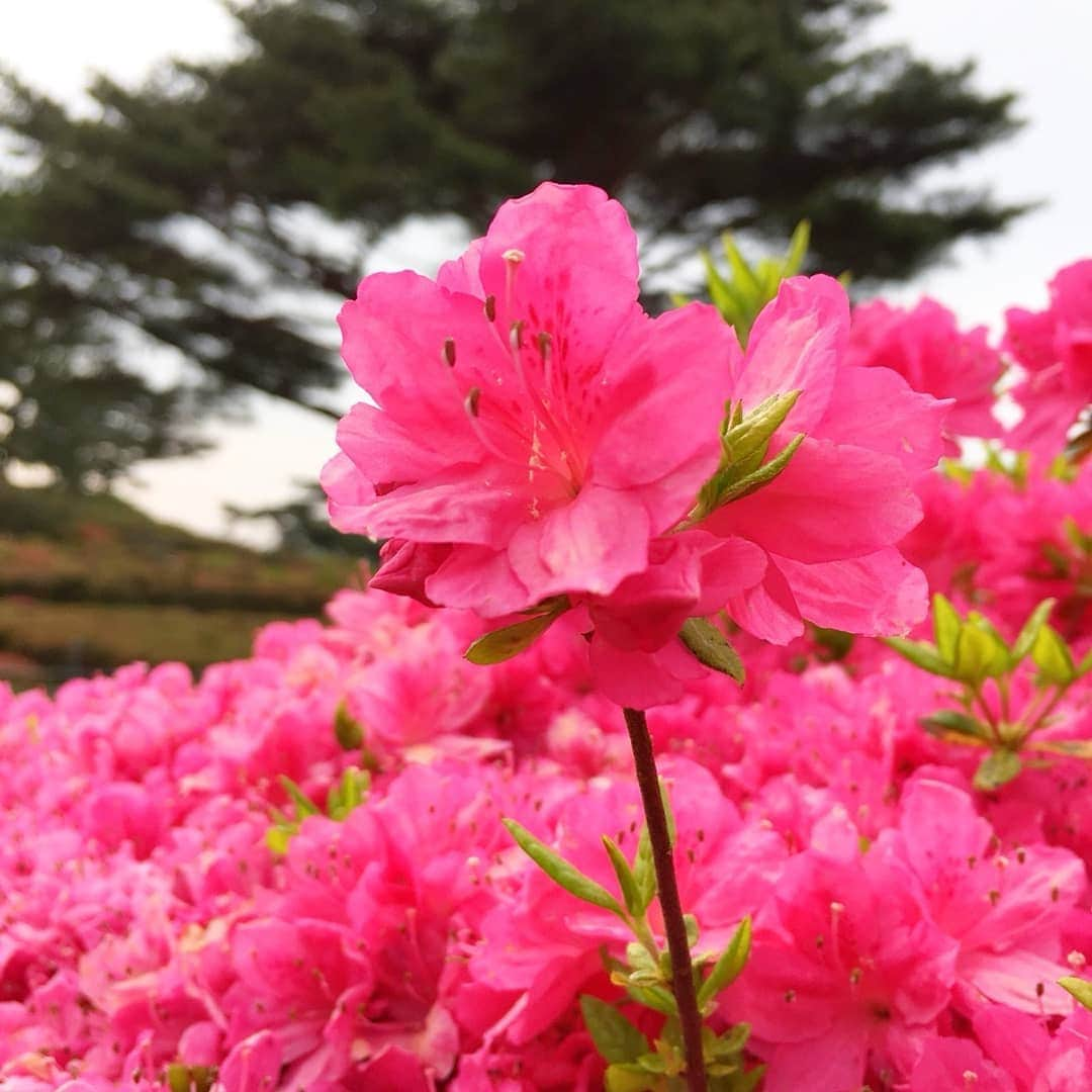 伊東市公式アカウントさんのインスタグラム写真 - (伊東市公式アカウントInstagram)「小室山公園つつじ園 色づき始める🌺🐜 小室山公園の誇る約10万本のつつじが、ようやく花開きました🙌  明日から交通規制を実施し、駐車場が有料となります🚙 多くのお客様にお楽しみいただくための措置ですので、どうかご理解ください😌  現在の開花状況は「咲き始め」ですが、来週からGW前半にかけて「見頃」を迎えそうです🐥  4月20日(土)から5月6日(月・休)にかけて夜つつじのライトアップなどを行う「小室山公園夜つつじ散歩～花と星のおもてなし～」も行いますよー🌌  皆様こぞってお越しください😉  #伊東市﻿ #静岡﻿ #いいね伊豆﻿ #静岡ツアーズ﻿ #小室山 #小室山公園 #旅行﻿ #旅行好きな人と繋がりたい﻿ #旅行好き﻿ #つつじ #ライトアップ #観光﻿ #観光スポット﻿ #国内旅行﻿ #春の花﻿ #動画﻿ #花好きな人と繋がりたい﻿ #花﻿ #lovers_nippon﻿ #love_bestjapan﻿ #japan_of_insta﻿ #nipponpic ﻿ #azalea #instaflowerpics﻿ #spring﻿ #springblooms﻿ #bloom﻿ #bonsaiart﻿ #japan_daytime_view」4月19日 19時27分 - itouji_official