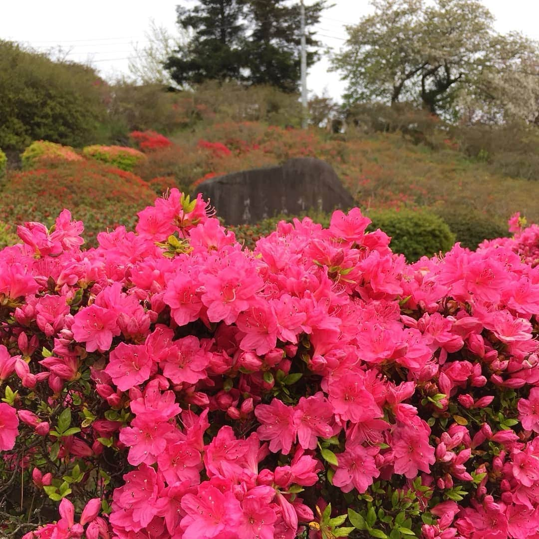 伊東市公式アカウントさんのインスタグラム写真 - (伊東市公式アカウントInstagram)「小室山公園つつじ園 色づき始める🌺🐜 小室山公園の誇る約10万本のつつじが、ようやく花開きました🙌  明日から交通規制を実施し、駐車場が有料となります🚙 多くのお客様にお楽しみいただくための措置ですので、どうかご理解ください😌  現在の開花状況は「咲き始め」ですが、来週からGW前半にかけて「見頃」を迎えそうです🐥  4月20日(土)から5月6日(月・休)にかけて夜つつじのライトアップなどを行う「小室山公園夜つつじ散歩～花と星のおもてなし～」も行いますよー🌌  皆様こぞってお越しください😉  #伊東市﻿ #静岡﻿ #いいね伊豆﻿ #静岡ツアーズ﻿ #小室山 #小室山公園 #旅行﻿ #旅行好きな人と繋がりたい﻿ #旅行好き﻿ #つつじ #ライトアップ #観光﻿ #観光スポット﻿ #国内旅行﻿ #春の花﻿ #動画﻿ #花好きな人と繋がりたい﻿ #花﻿ #lovers_nippon﻿ #love_bestjapan﻿ #japan_of_insta﻿ #nipponpic ﻿ #azalea #instaflowerpics﻿ #spring﻿ #springblooms﻿ #bloom﻿ #bonsaiart﻿ #japan_daytime_view」4月19日 19時27分 - itouji_official