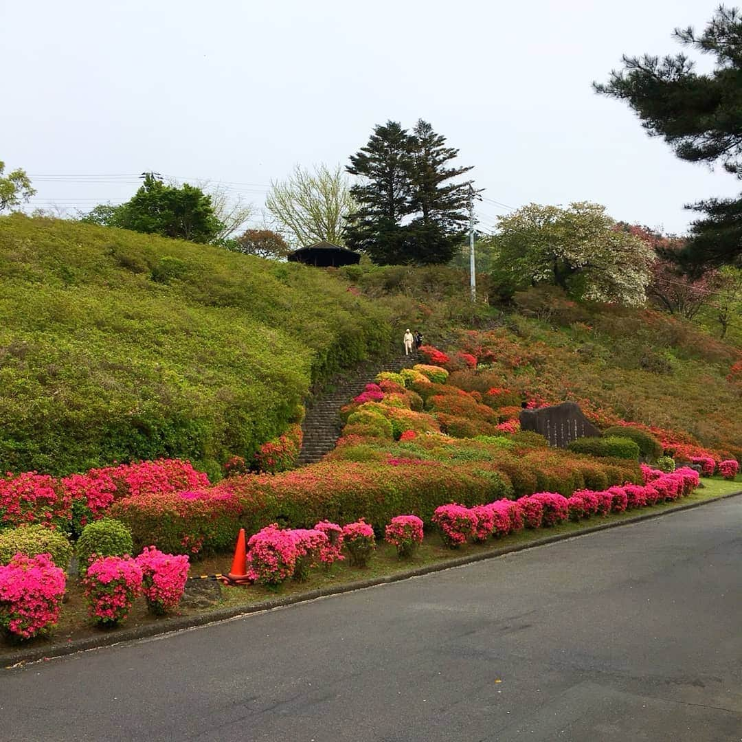 伊東市公式アカウントさんのインスタグラム写真 - (伊東市公式アカウントInstagram)「小室山公園つつじ園 色づき始める🌺🐜 小室山公園の誇る約10万本のつつじが、ようやく花開きました🙌  明日から交通規制を実施し、駐車場が有料となります🚙 多くのお客様にお楽しみいただくための措置ですので、どうかご理解ください😌  現在の開花状況は「咲き始め」ですが、来週からGW前半にかけて「見頃」を迎えそうです🐥  4月20日(土)から5月6日(月・休)にかけて夜つつじのライトアップなどを行う「小室山公園夜つつじ散歩～花と星のおもてなし～」も行いますよー🌌  皆様こぞってお越しください😉  #伊東市﻿ #静岡﻿ #いいね伊豆﻿ #静岡ツアーズ﻿ #小室山 #小室山公園 #旅行﻿ #旅行好きな人と繋がりたい﻿ #旅行好き﻿ #つつじ #ライトアップ #観光﻿ #観光スポット﻿ #国内旅行﻿ #春の花﻿ #動画﻿ #花好きな人と繋がりたい﻿ #花﻿ #lovers_nippon﻿ #love_bestjapan﻿ #japan_of_insta﻿ #nipponpic ﻿ #azalea #instaflowerpics﻿ #spring﻿ #springblooms﻿ #bloom﻿ #bonsaiart﻿ #japan_daytime_view」4月19日 19時27分 - itouji_official