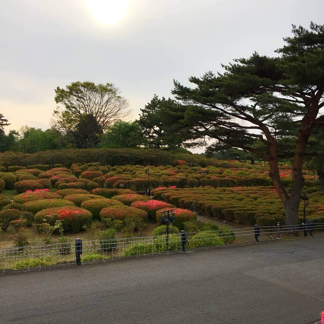 伊東市公式アカウントさんのインスタグラム写真 - (伊東市公式アカウントInstagram)「小室山公園つつじ園 色づき始める🌺🐜 小室山公園の誇る約10万本のつつじが、ようやく花開きました🙌  明日から交通規制を実施し、駐車場が有料となります🚙 多くのお客様にお楽しみいただくための措置ですので、どうかご理解ください😌  現在の開花状況は「咲き始め」ですが、来週からGW前半にかけて「見頃」を迎えそうです🐥  4月20日(土)から5月6日(月・休)にかけて夜つつじのライトアップなどを行う「小室山公園夜つつじ散歩～花と星のおもてなし～」も行いますよー🌌  皆様こぞってお越しください😉  #伊東市﻿ #静岡﻿ #いいね伊豆﻿ #静岡ツアーズ﻿ #小室山 #小室山公園 #旅行﻿ #旅行好きな人と繋がりたい﻿ #旅行好き﻿ #つつじ #ライトアップ #観光﻿ #観光スポット﻿ #国内旅行﻿ #春の花﻿ #動画﻿ #花好きな人と繋がりたい﻿ #花﻿ #lovers_nippon﻿ #love_bestjapan﻿ #japan_of_insta﻿ #nipponpic ﻿ #azalea #instaflowerpics﻿ #spring﻿ #springblooms﻿ #bloom﻿ #bonsaiart﻿ #japan_daytime_view」4月19日 19時27分 - itouji_official